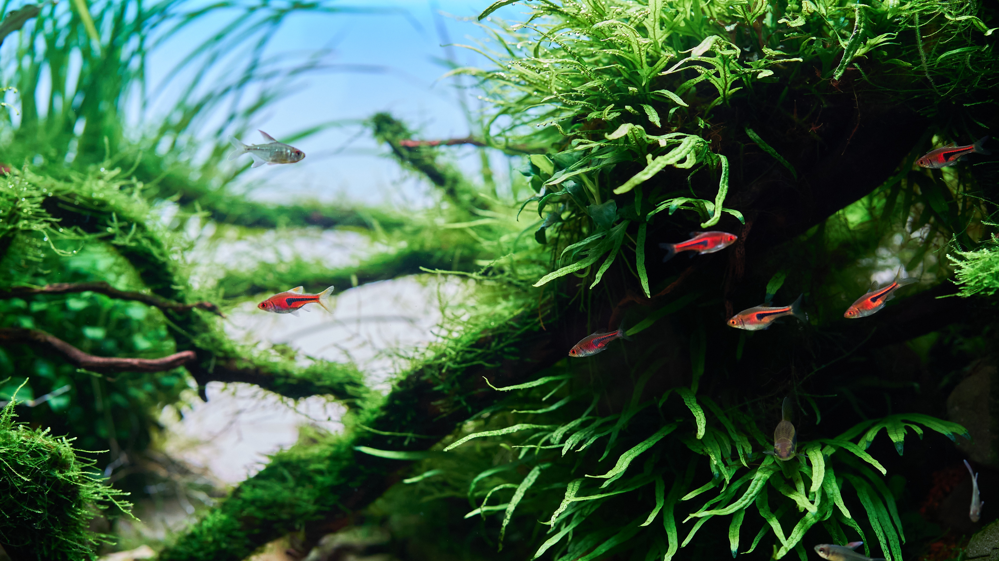 Creating Your First Freshwater Planted Aquarium