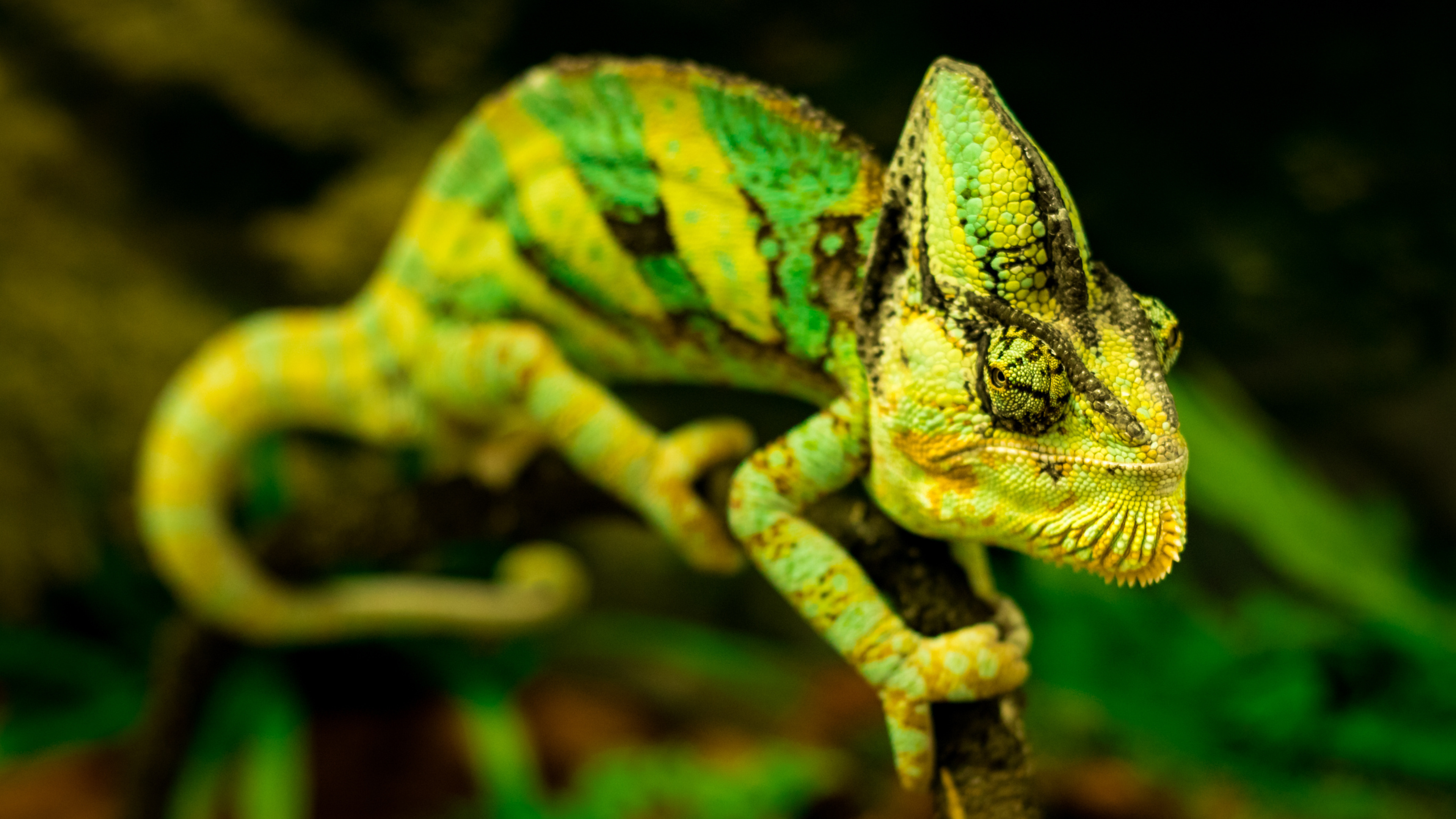 Setting Up Your First Vivarium for Chameleons