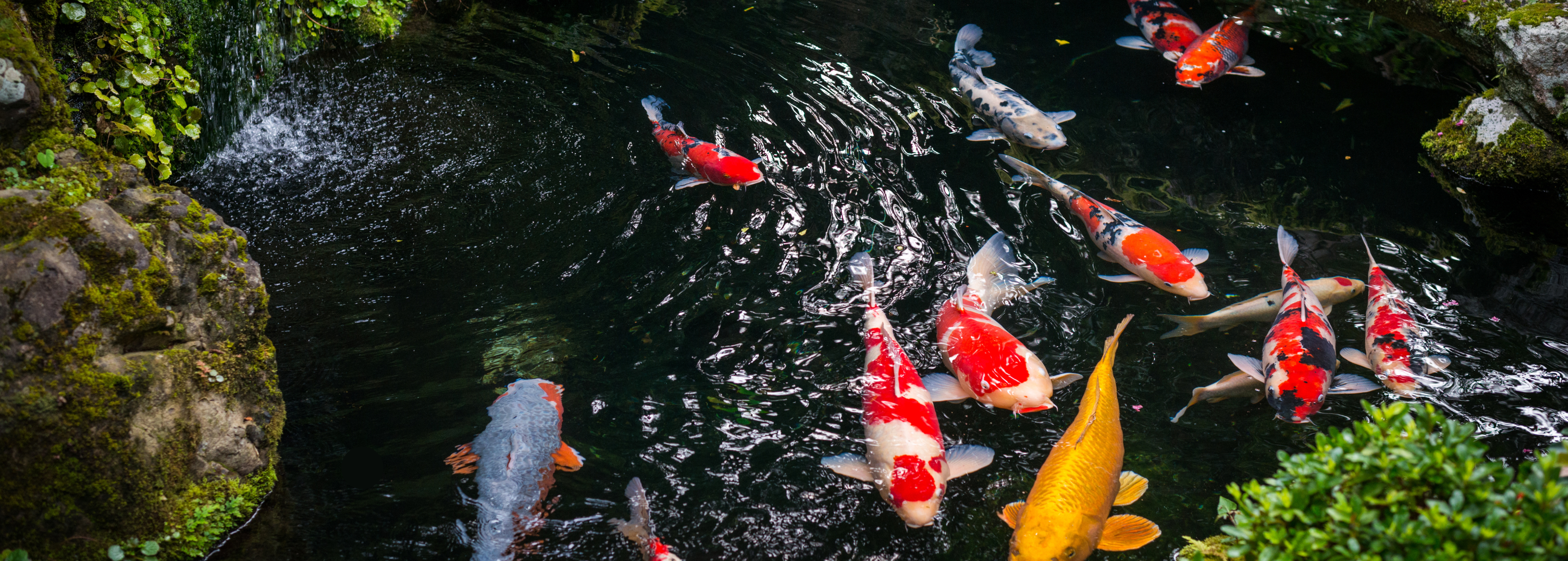The Ultimate Guide to Koi Pond Maintenance: Step-by-Step Seasonal Pond Care