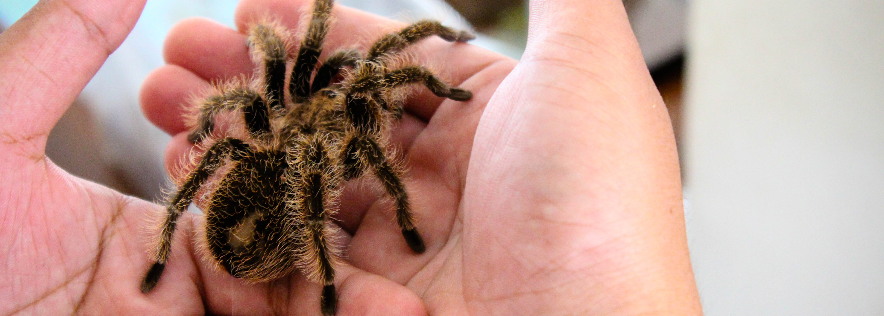 How to Care for a Tarantula: The Complete Guide for Beginners