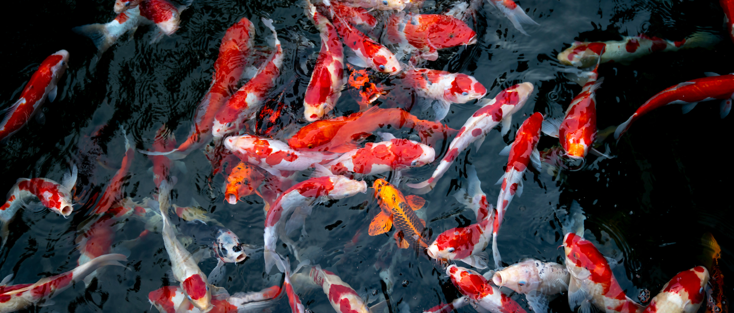 The World’s Most Expensive Koi (and Why They Cost So Much!)