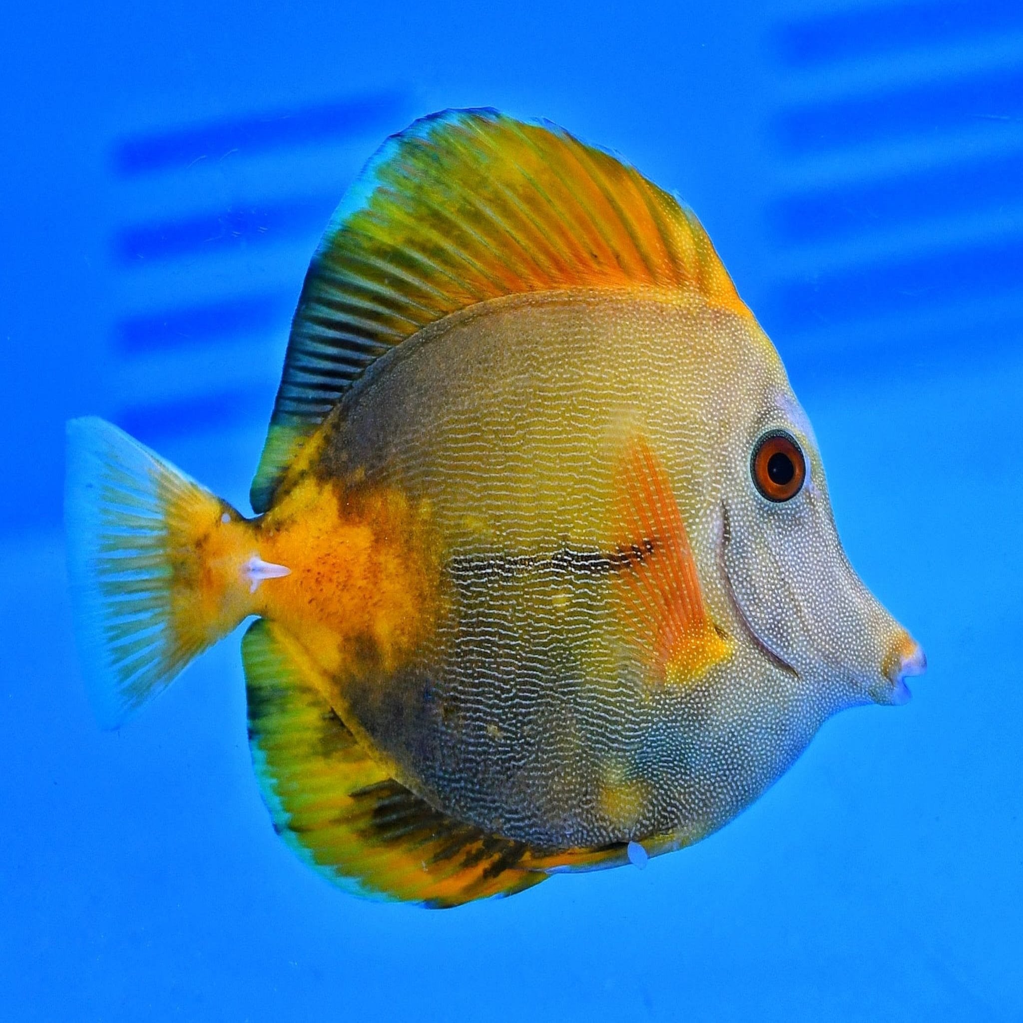 AA Grade Tricolour Tang - Aqua Group