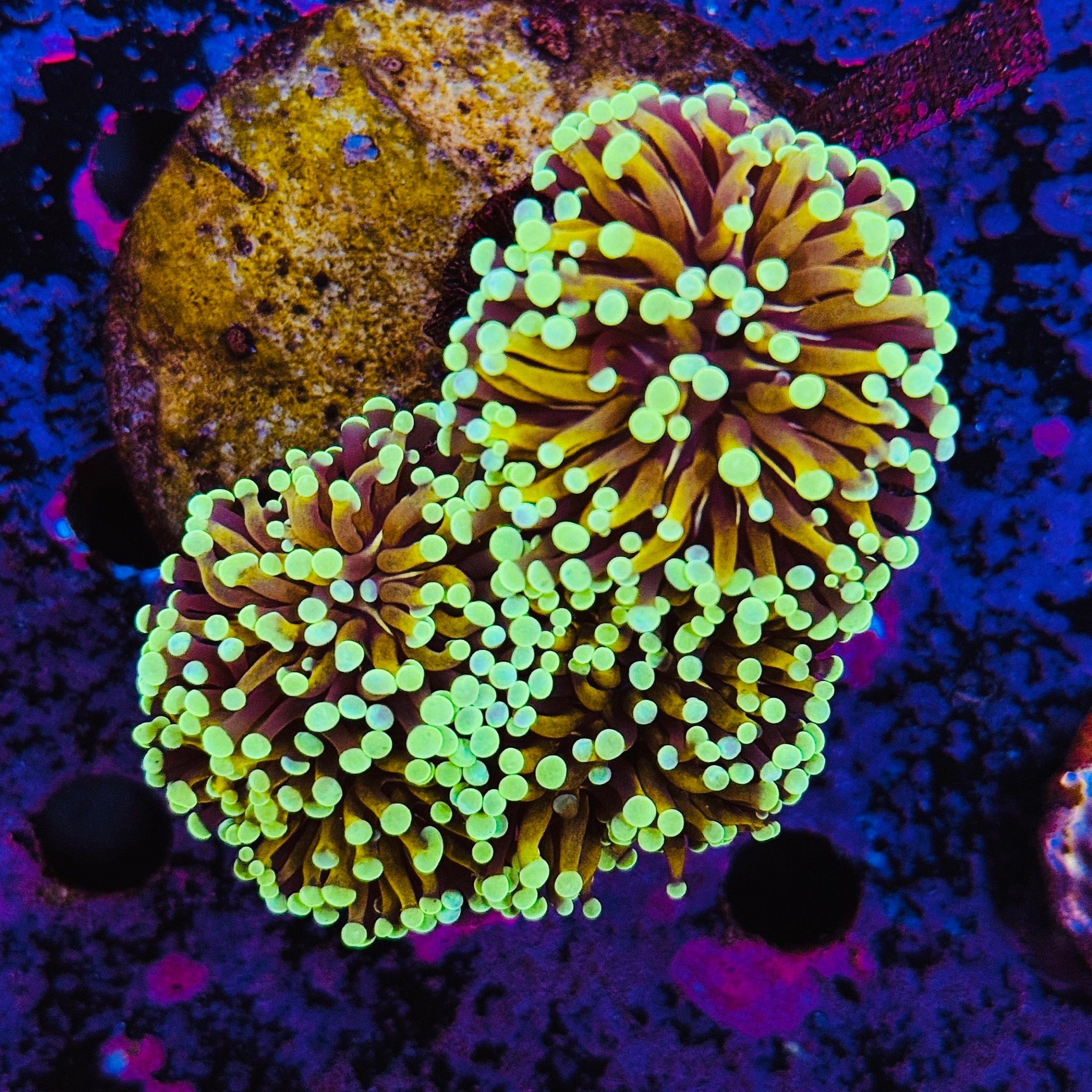 Gold Cristata Torch Colony