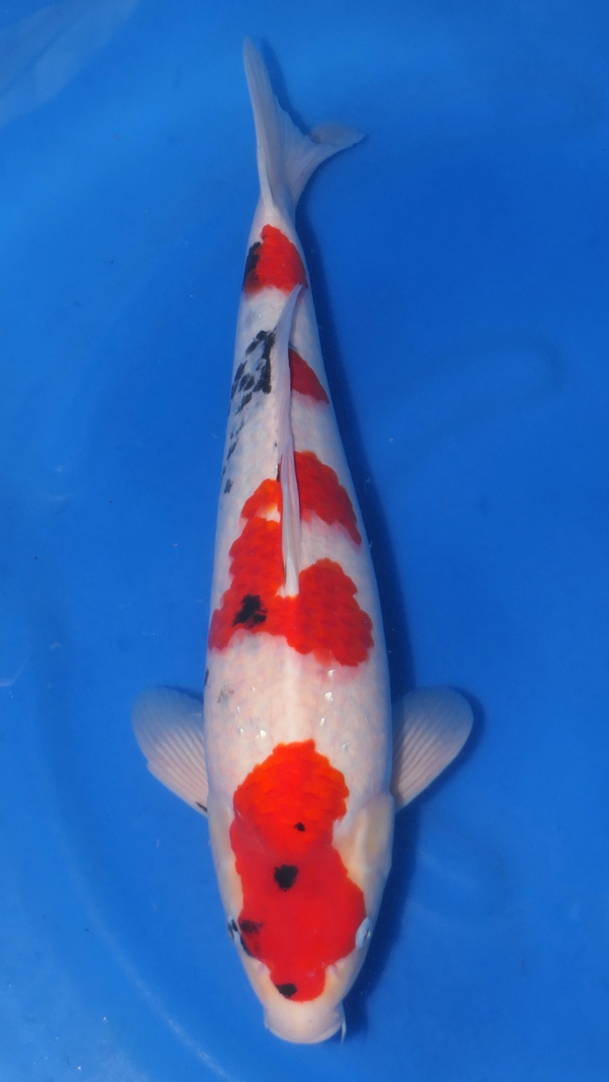 Sanke - Beppu - Nisai