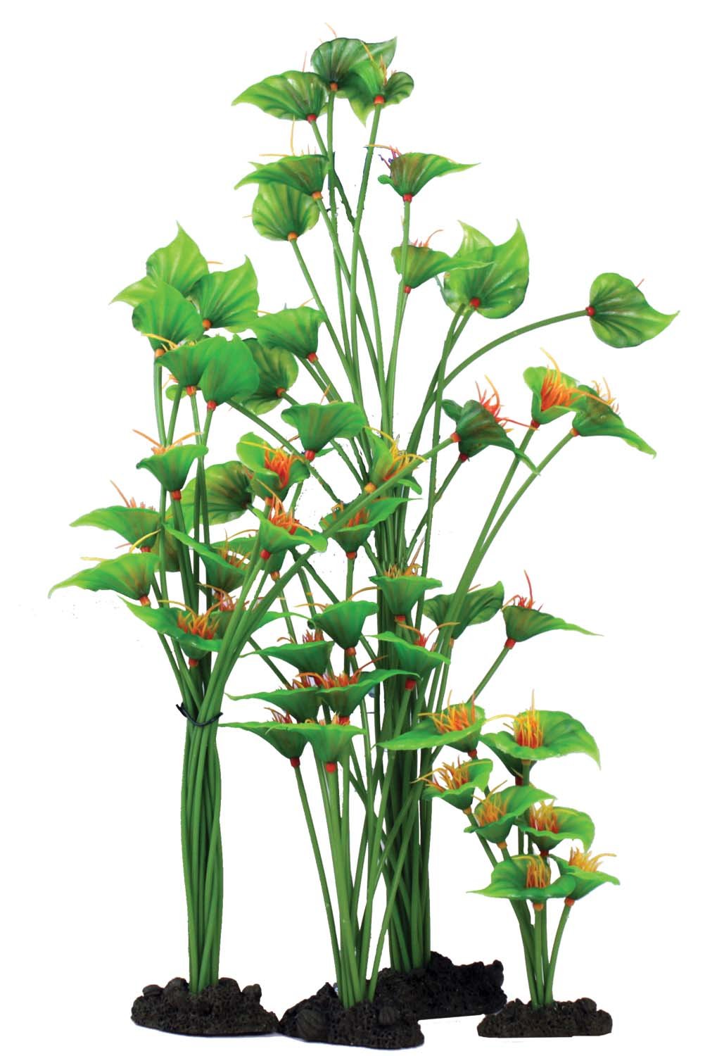 Hugo Kamishi Horn Plant 13cm Ornamental Aquarium Plant - Aqua Group