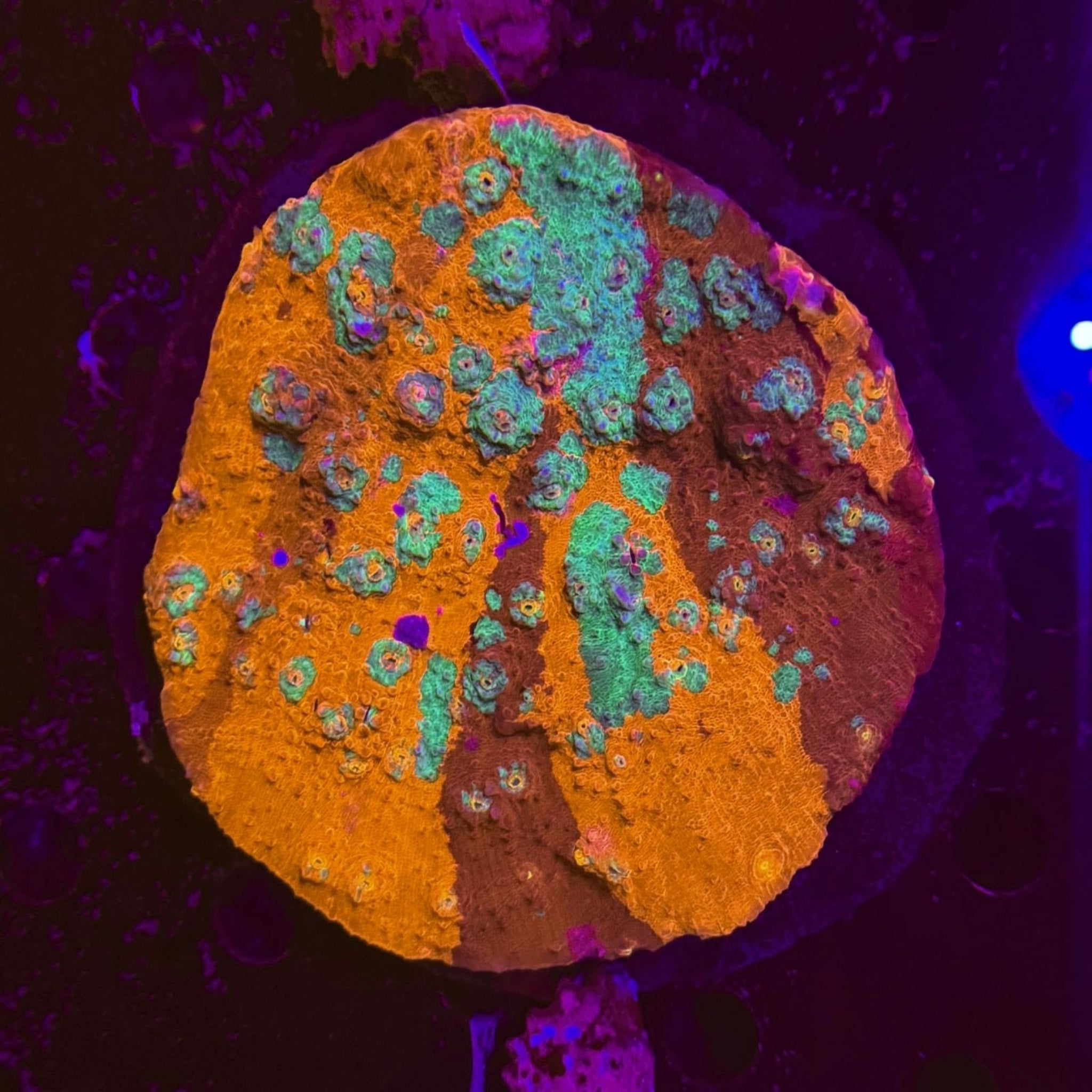 Grafted Rainbow Chalice