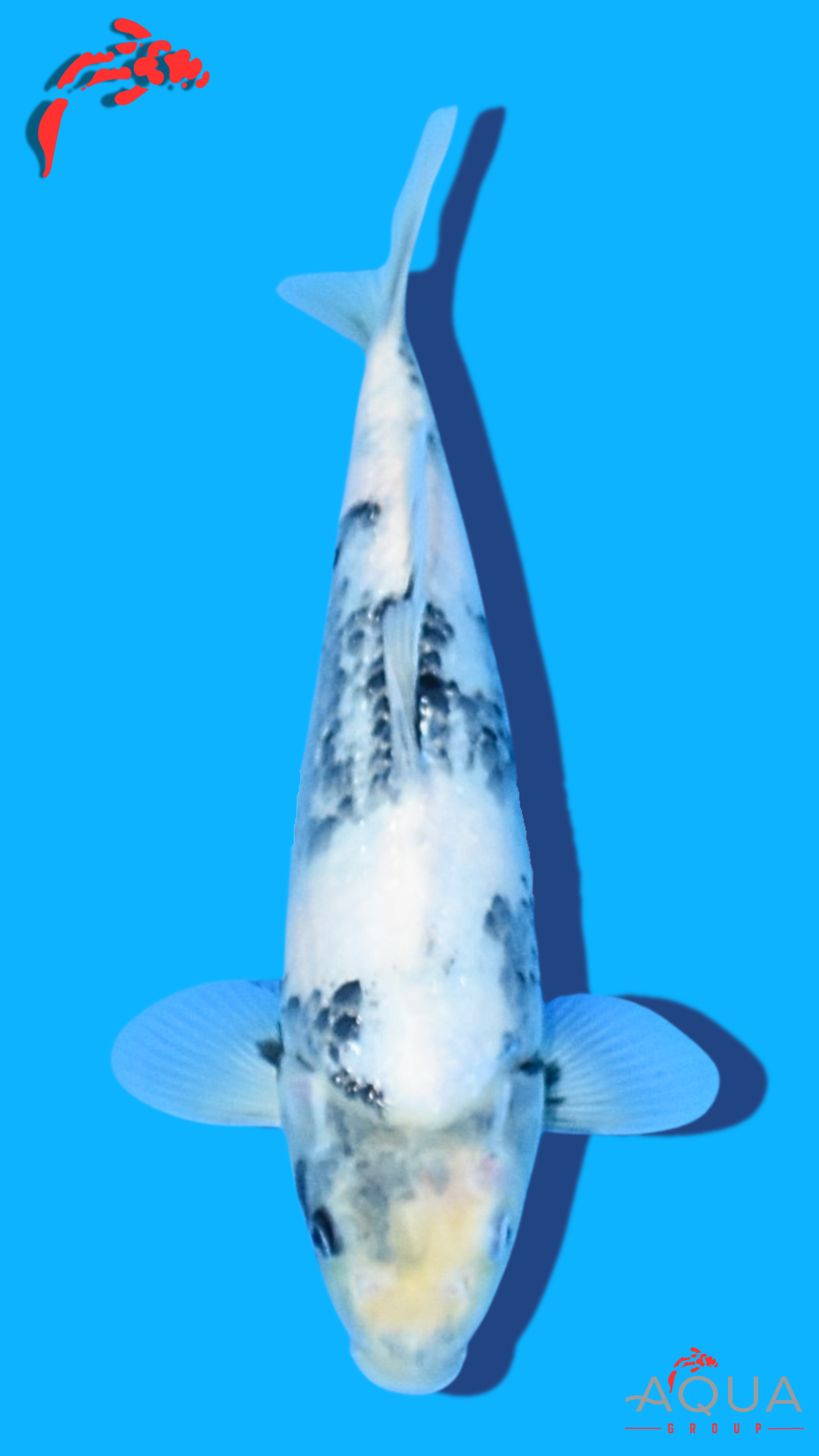 Shiro Utsuri - Omosako - Tosai #17