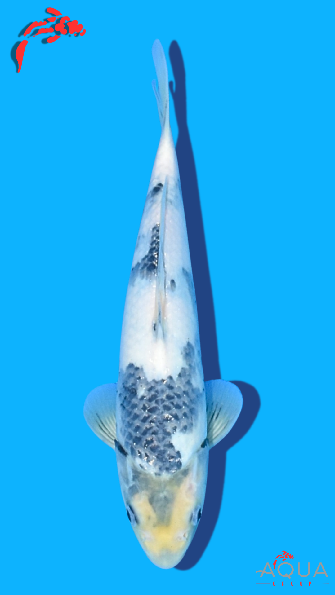 Shiro Utsuri - Omosako - Tosai #20