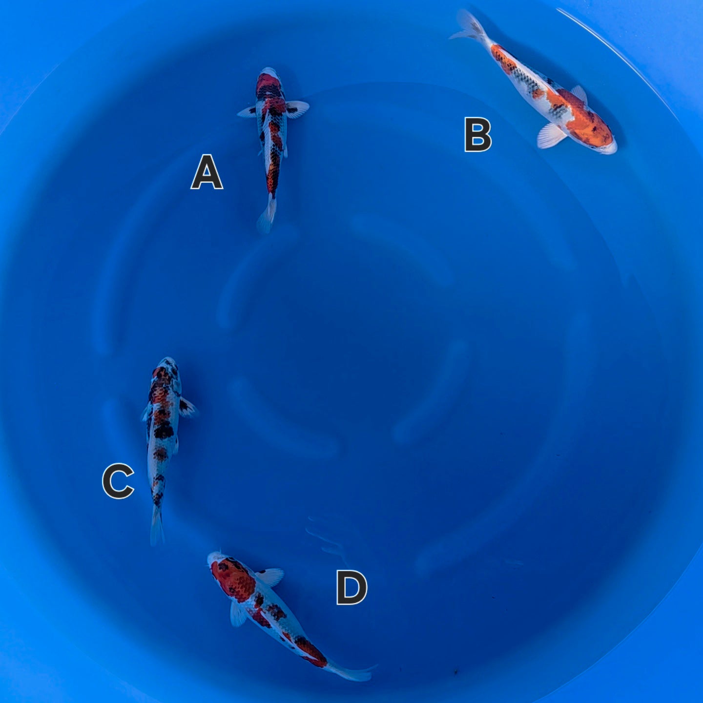 Kin Showa - Secret Breeder - Tosai - #Mix01