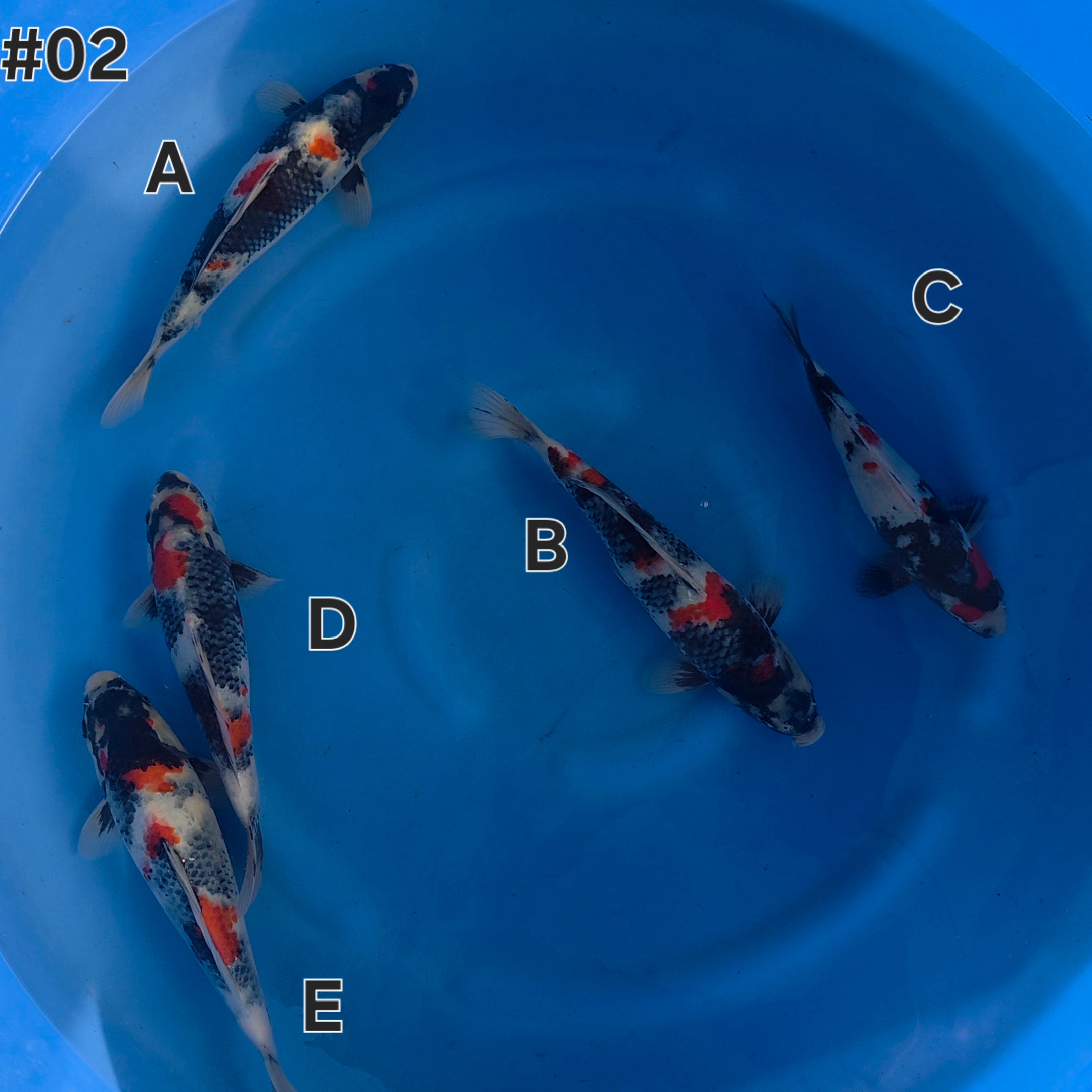 Showa Mix - Maruchiku - Tosai - #02