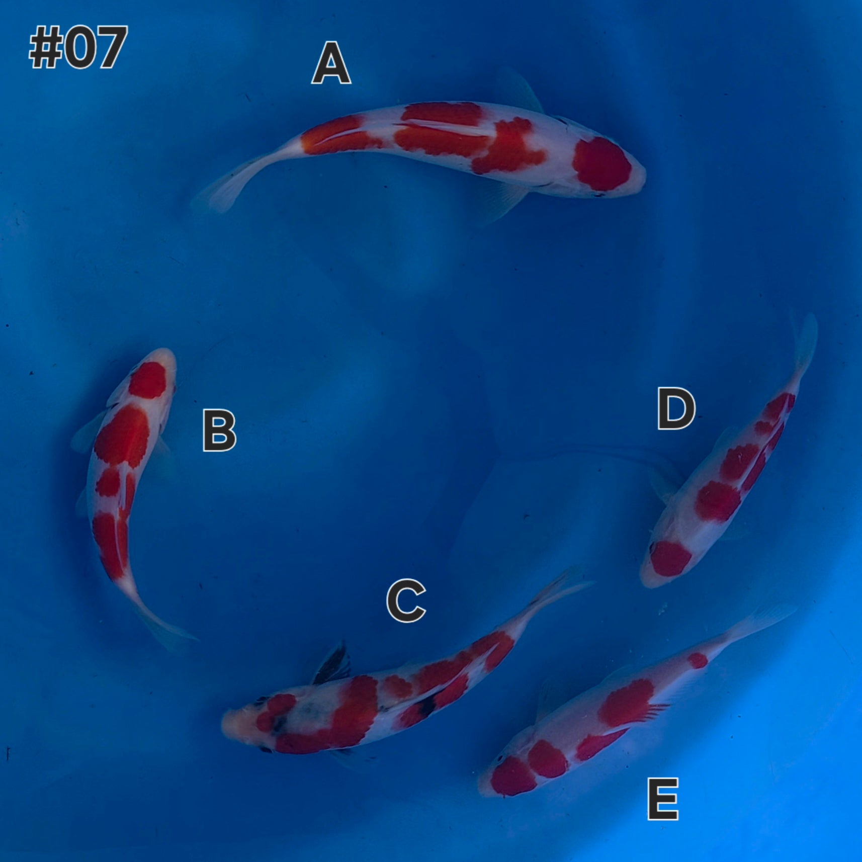 Kohaku/Showa Mix - Maruchiku - Tosai - #07