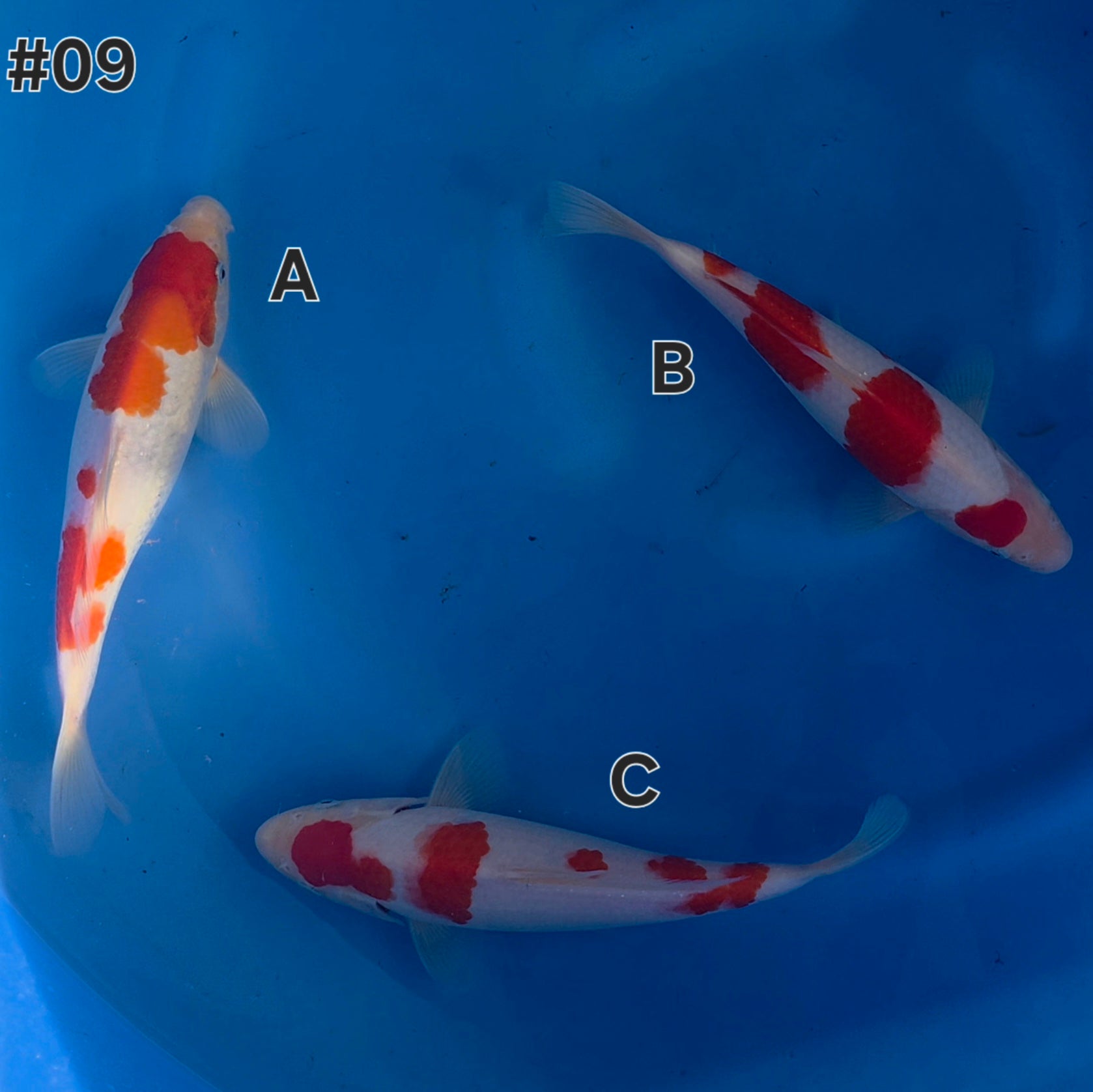 Kohaku Mix - Maruchiku - Tosai - #09