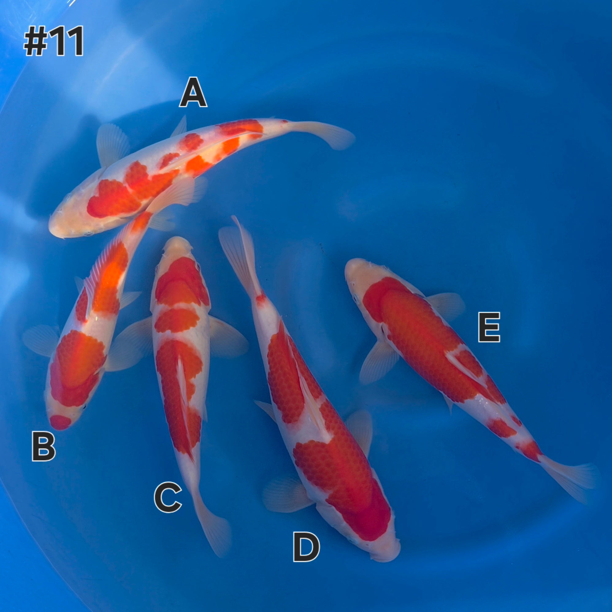 Kohaku Mix - Maruchiku - Tosai - #11