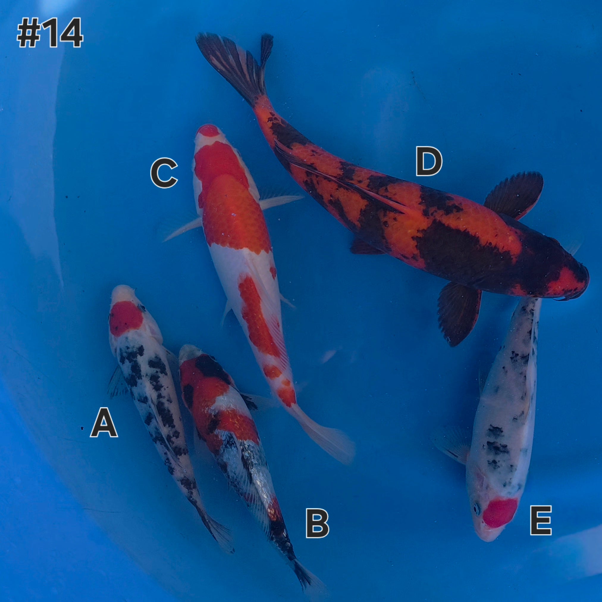 Mix - Maruchiku - Tosai - #14