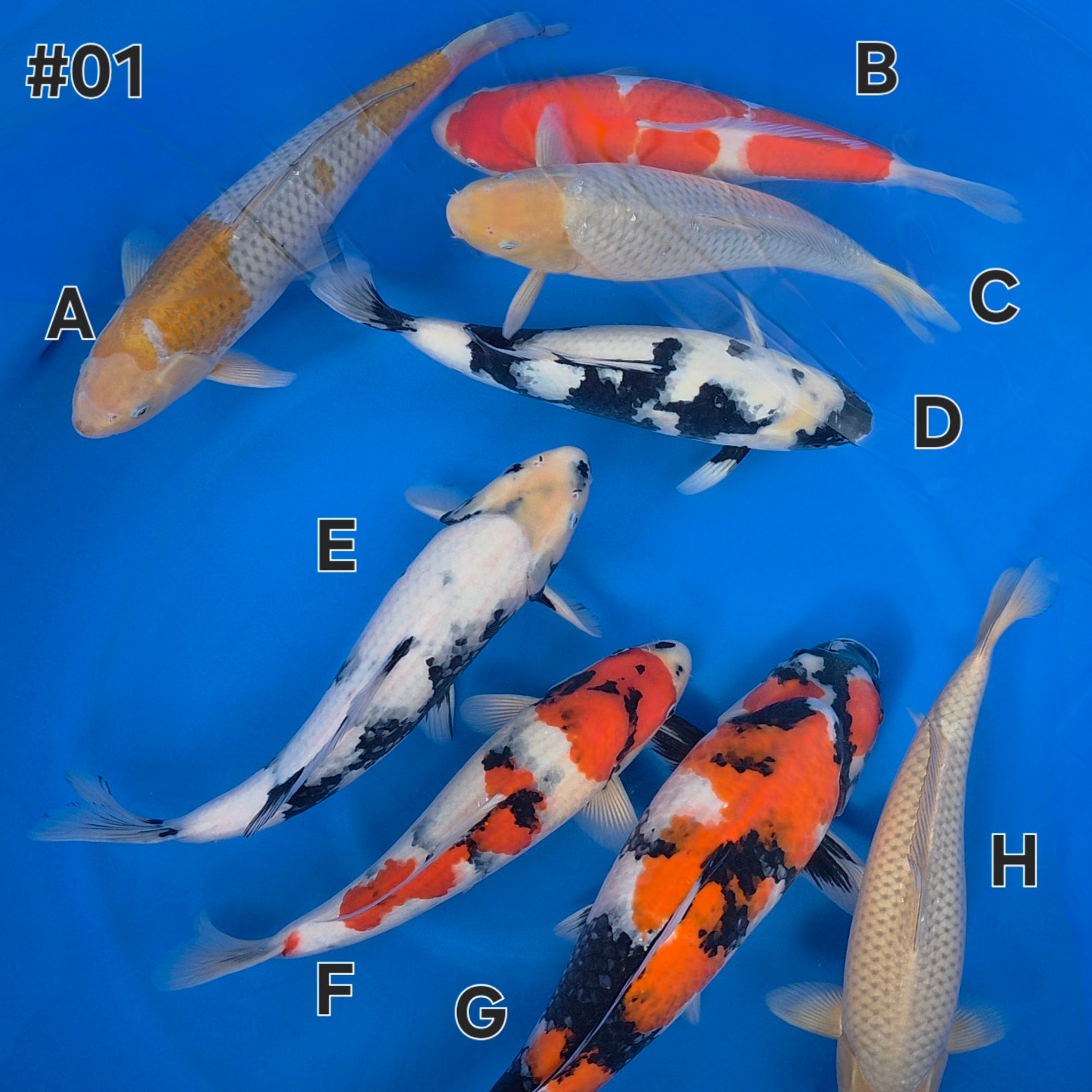 Mix - Omosako - Nisai - #01 - Aqua Group