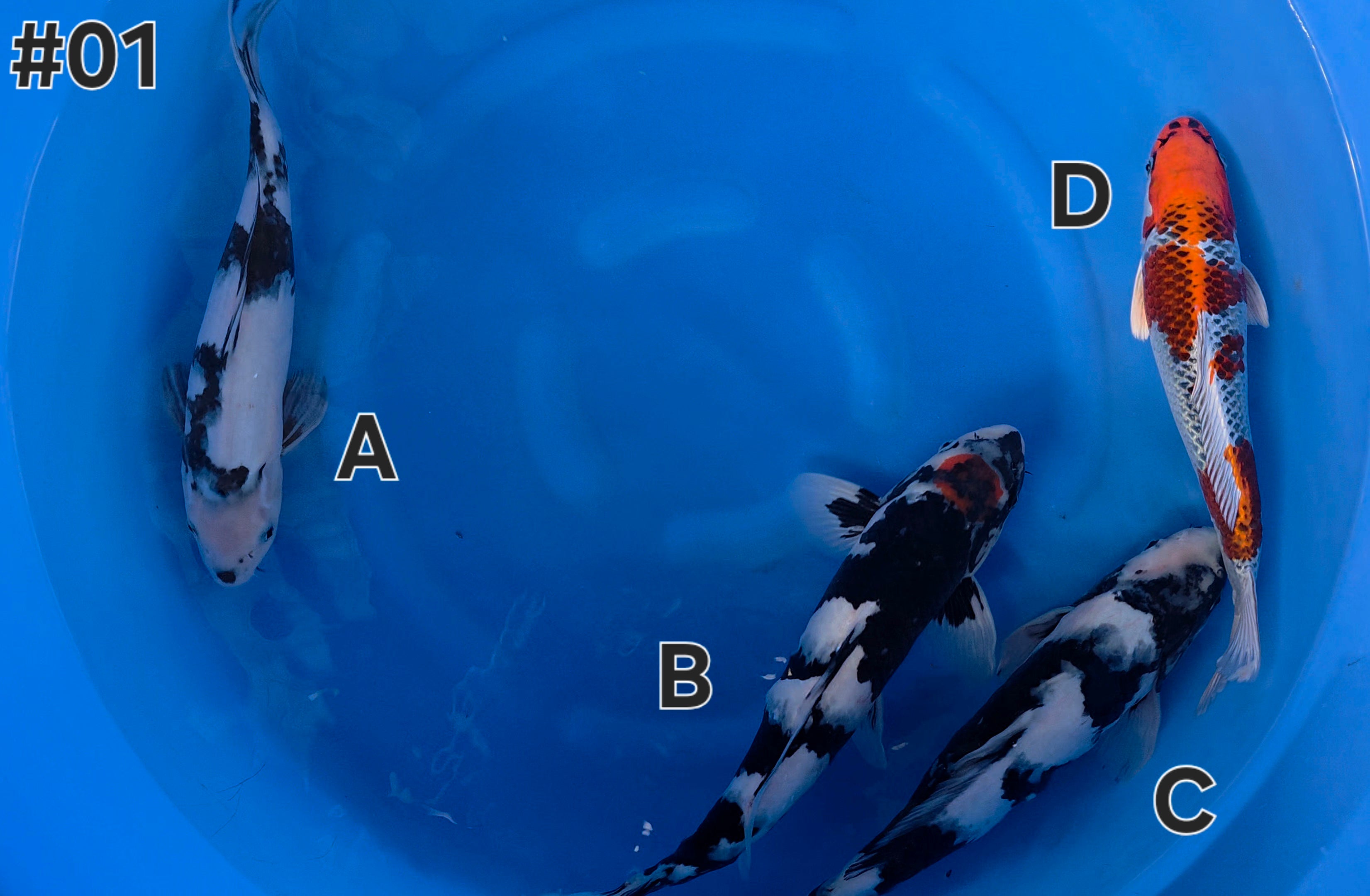 Shiro Utsuri Mix - Omosako - Tosai - #01