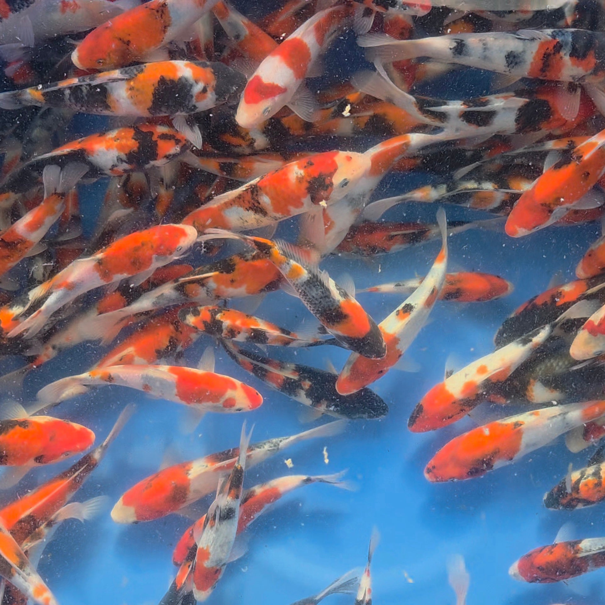 Showa Mix - Omosako - Tosai - #06