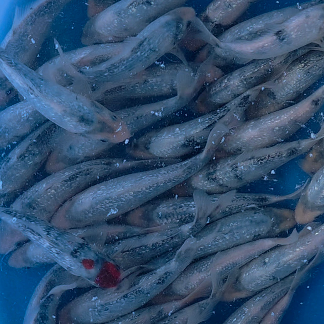 Gin Rin Shiro Utsuri Mix - Omosako - Tosai - #08