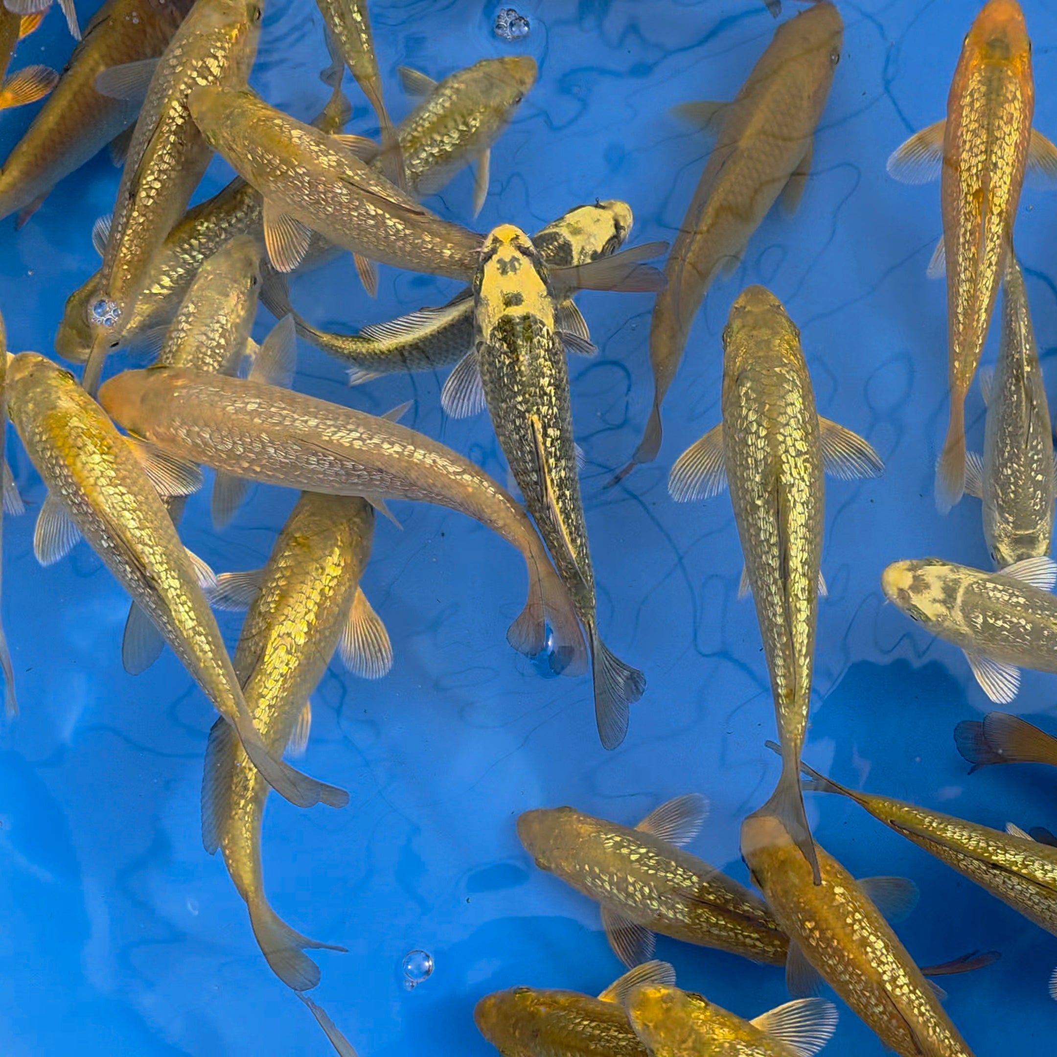 Chagoi and Gin Rin Chagoi Mix - Oyama - Tosai - #01 - Aqua Group