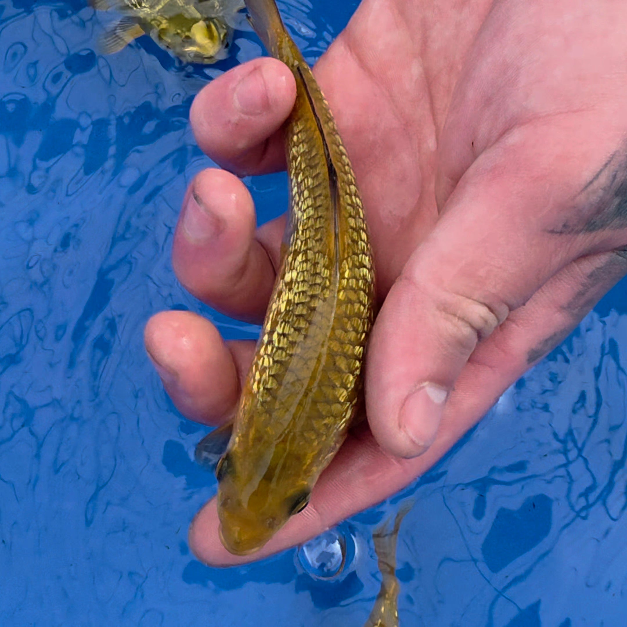 Chagoi and Gin Rin Chagoi Mix - Oyama - Tosai - #01 - Aqua Group