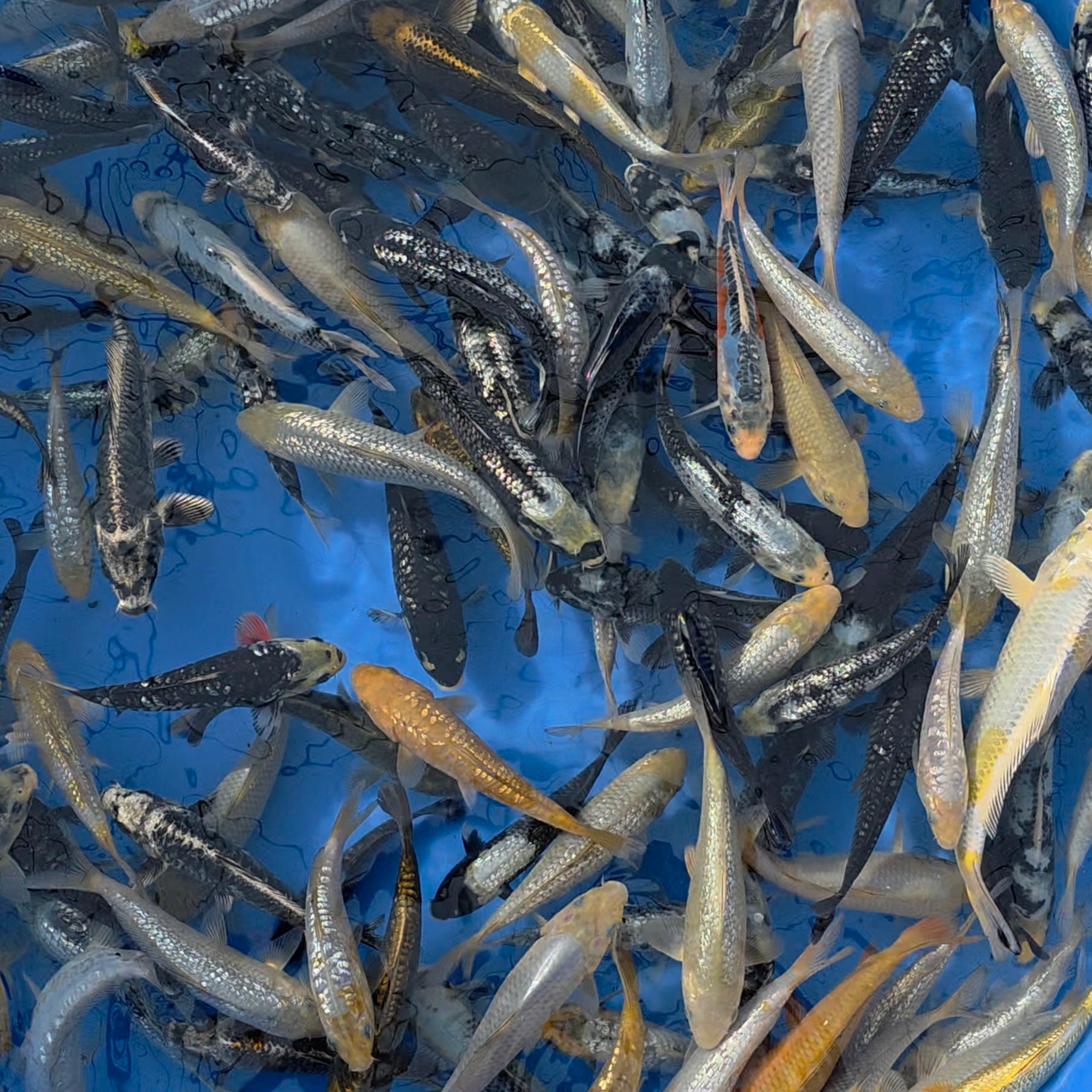 Mix - Oyama - Tosai - #01 - Aqua Group