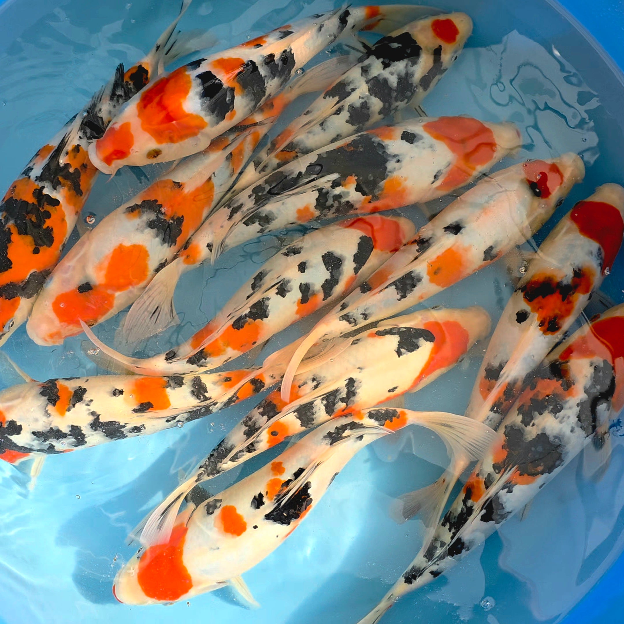 Sanke Mix - Takigawa - Jumbo Tosai - #01 - Aqua Group