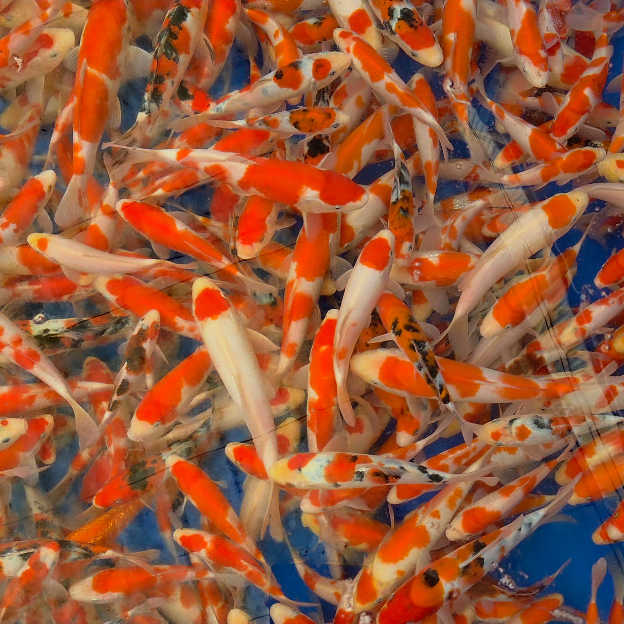 Gosanke Mix - Matsue - Tosai - #01 - Aqua Group