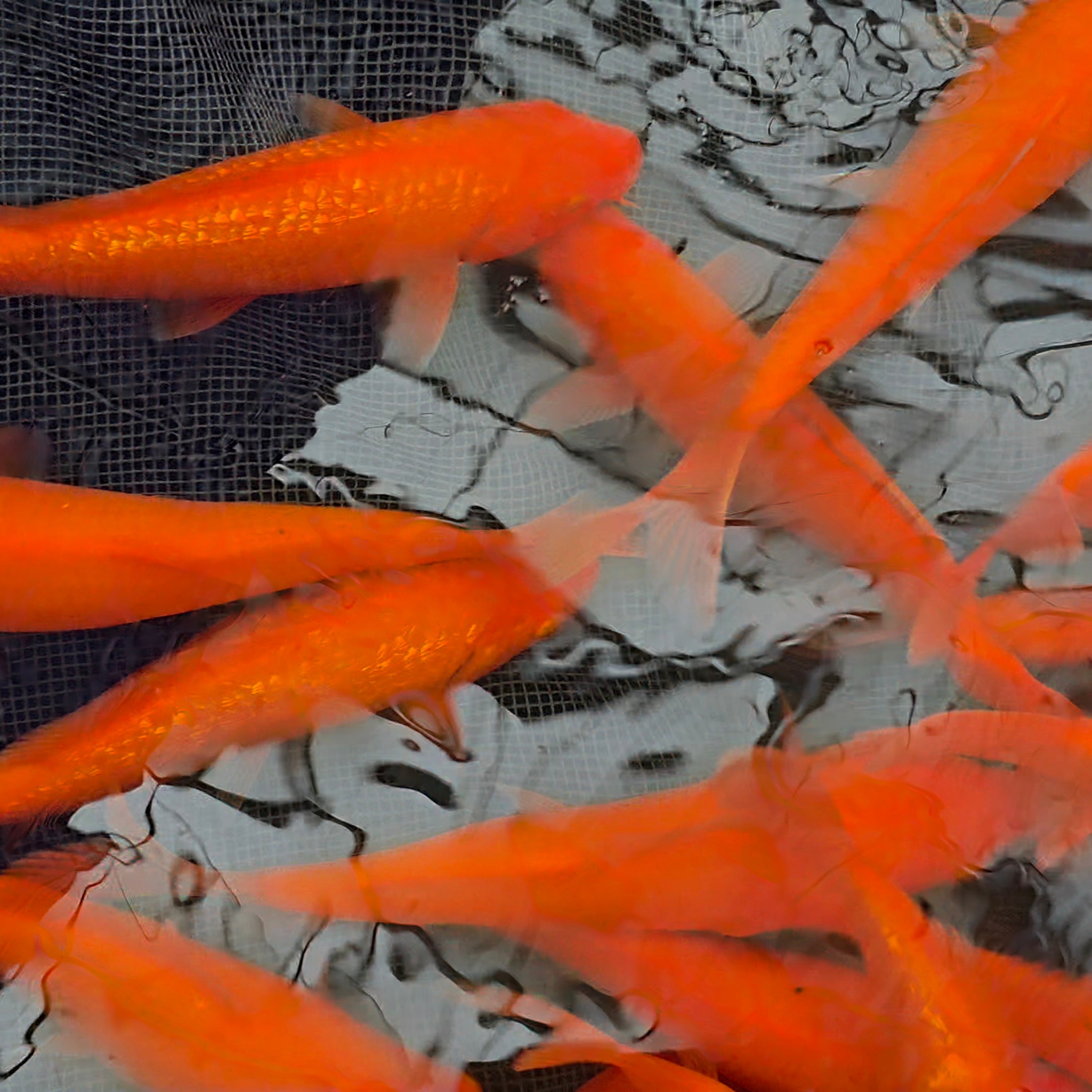 Benigoi & Gin Rin Mix - Ogata - Tosai - #01 - Aqua Group