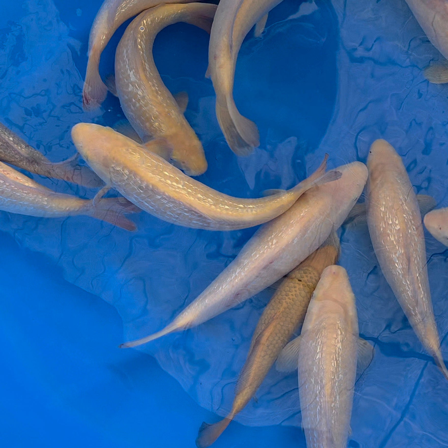 Gin Rin Karashigoi/Chagoi Mix - Okawa - Tosai - #01 - Aqua Group