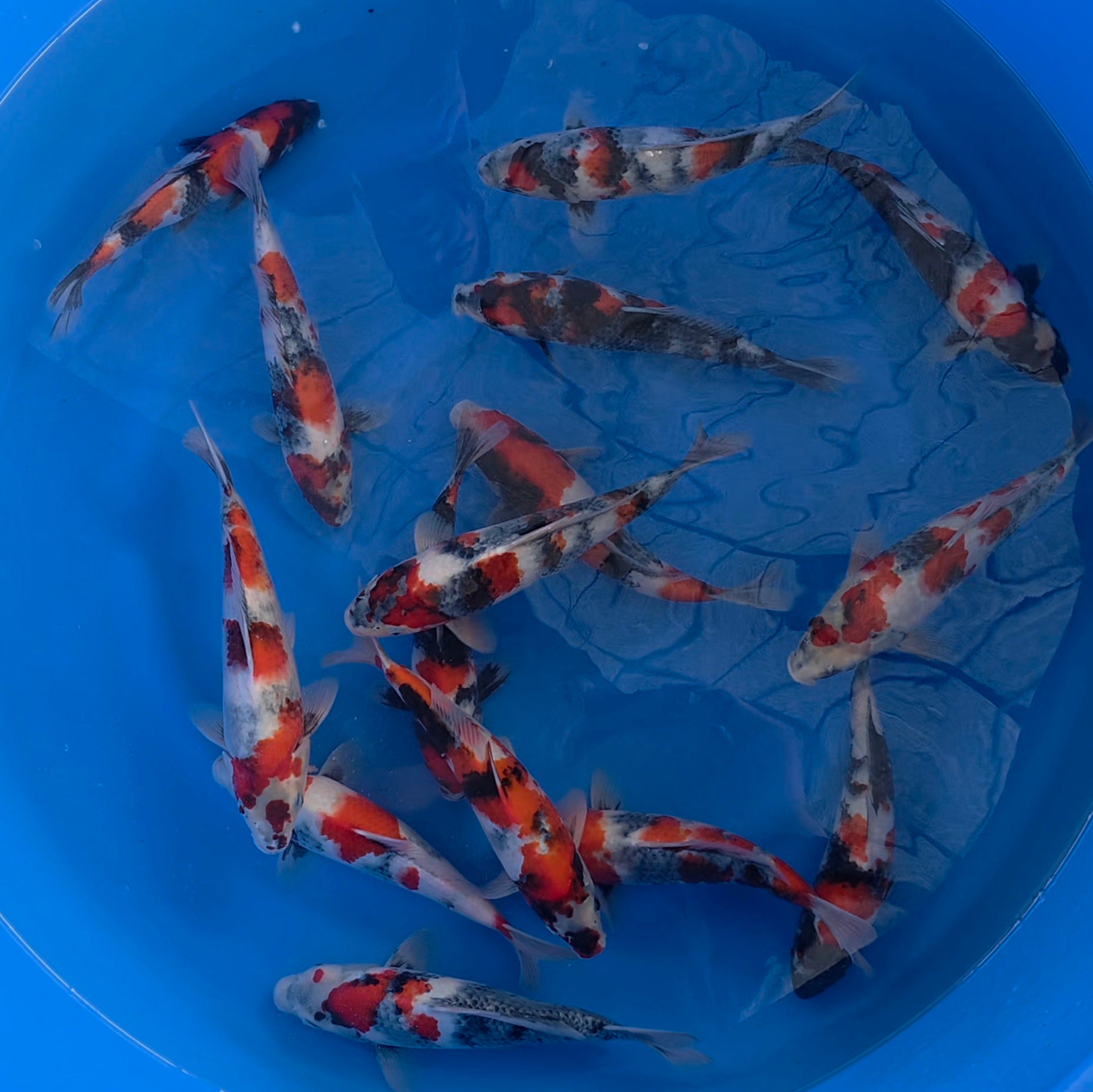 Showa Mix - Okawa - Tosai - #03 - Aqua Group