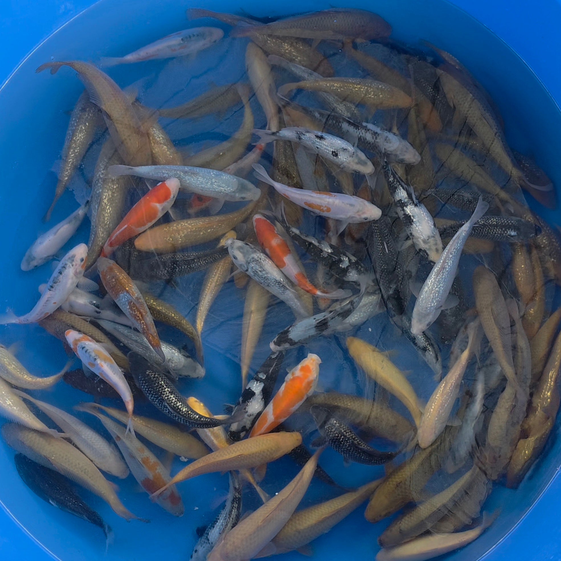 Mix - Okawa - Tosai - #07 - Aqua Group