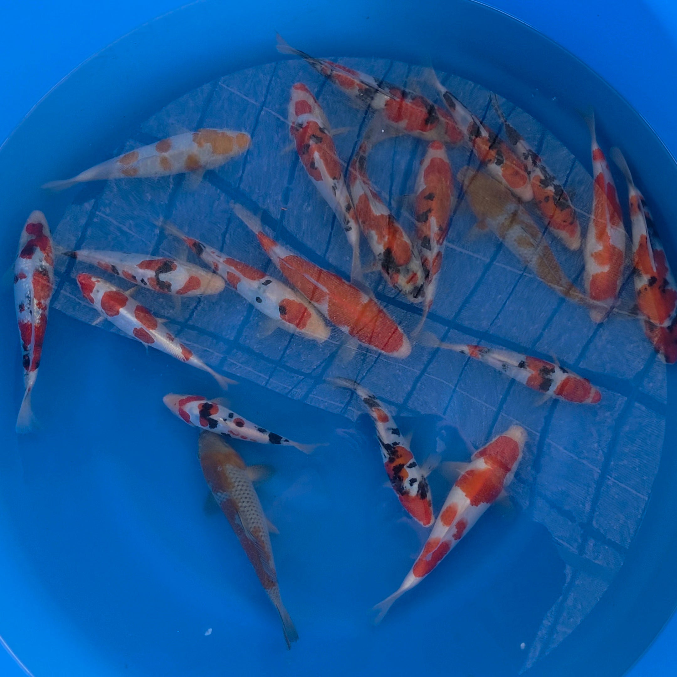 Mix - Okawa - Tosai - #08 - Aqua Group