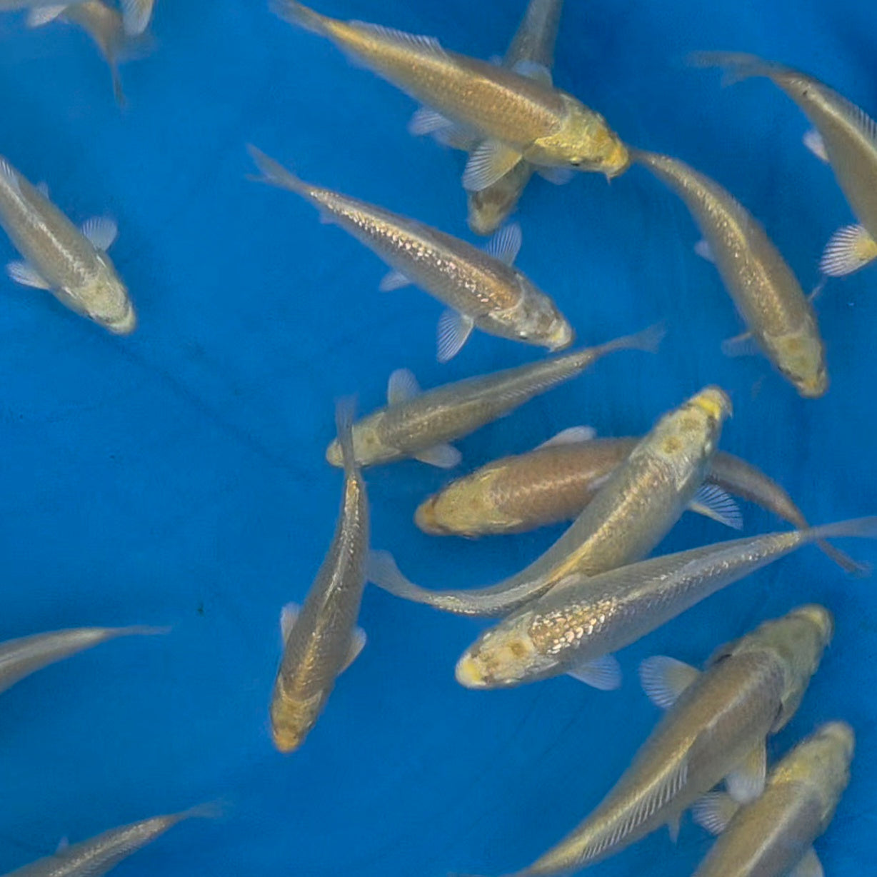 Gin Rin Yamabuki Mix - Okawa - Tosai - #09 - Aqua Group