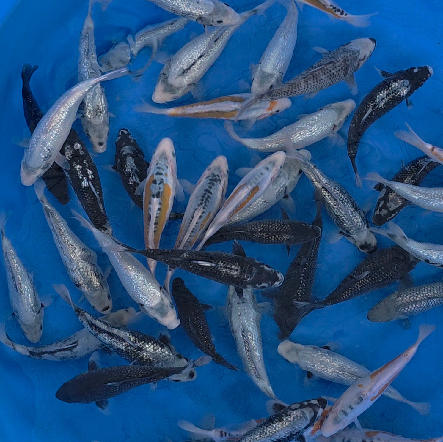 Mix - Okawa - Tosai - #10 - Aqua Group