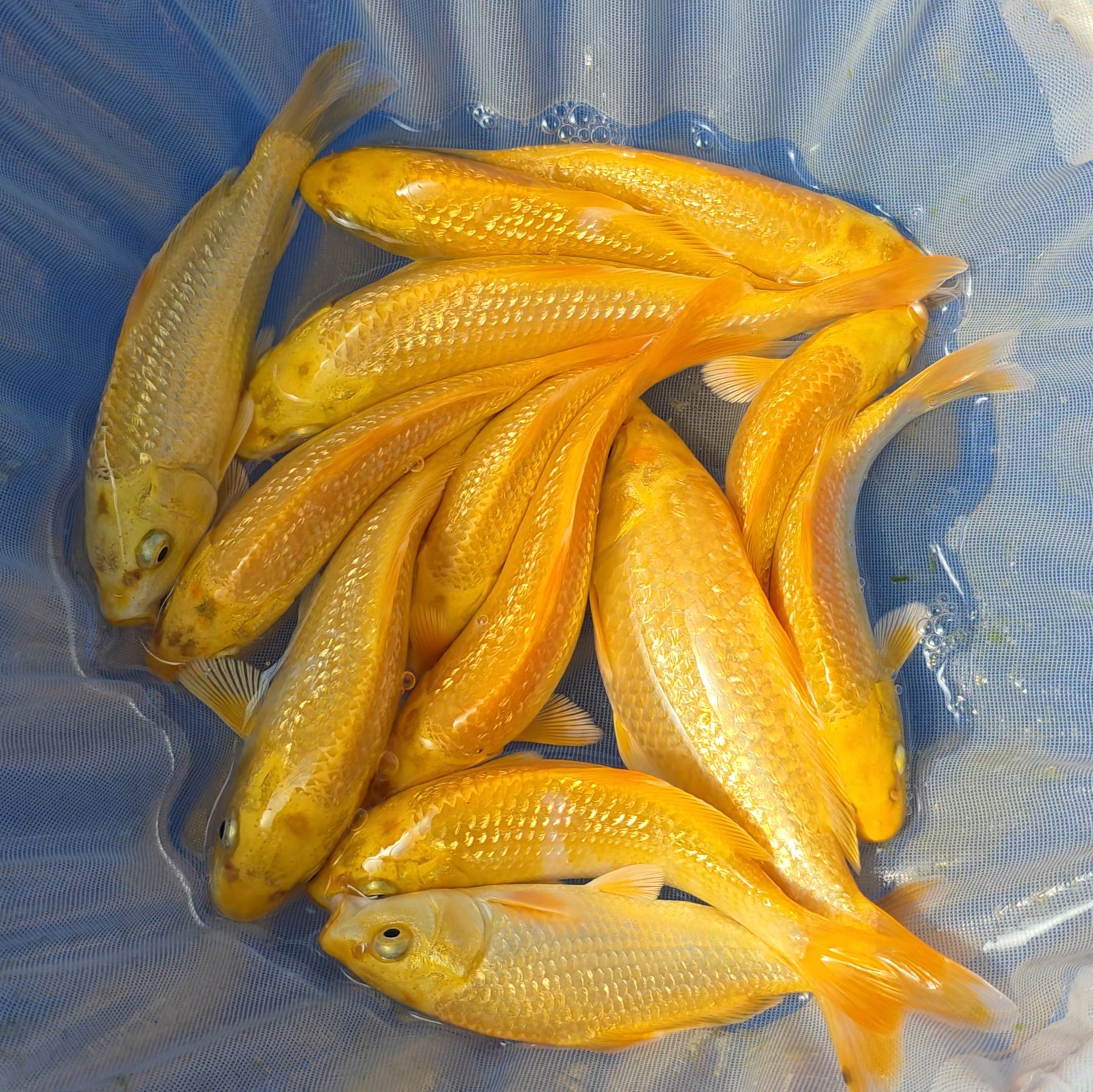 Gin Rin Yamabuki - Okawa - Tosai - INCLUDES GROWING