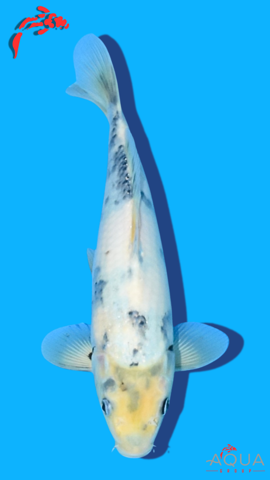 Shiro Utsuri - Omosako - Tosai #22 - Aqua Group