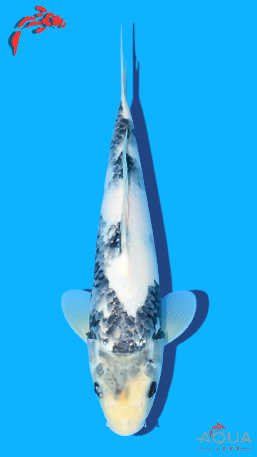 Shiro Utsuri - Omosako - Tosai #24