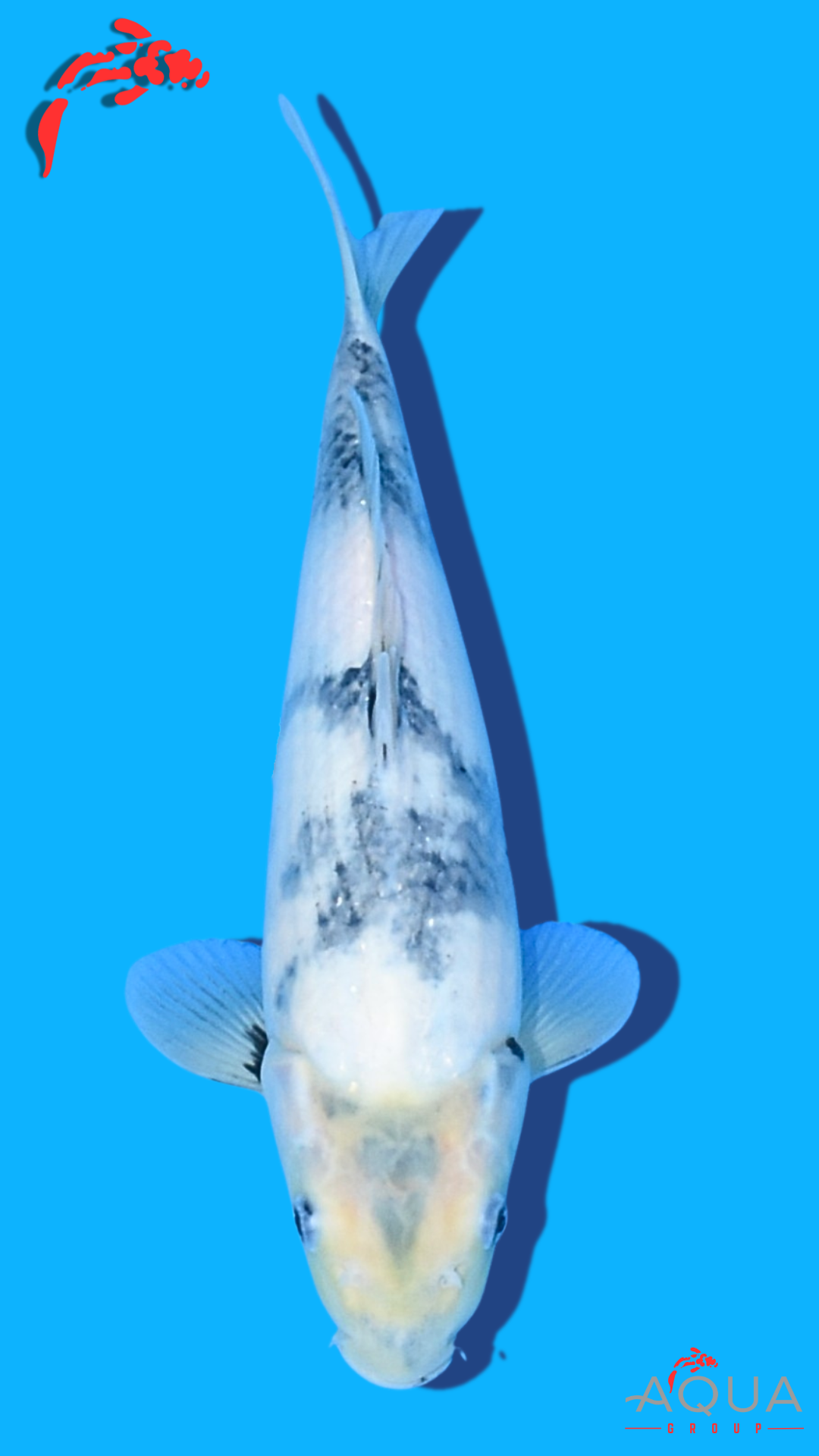 Shiro Utsuri - Omosako - Tosai #27 - Aqua Group