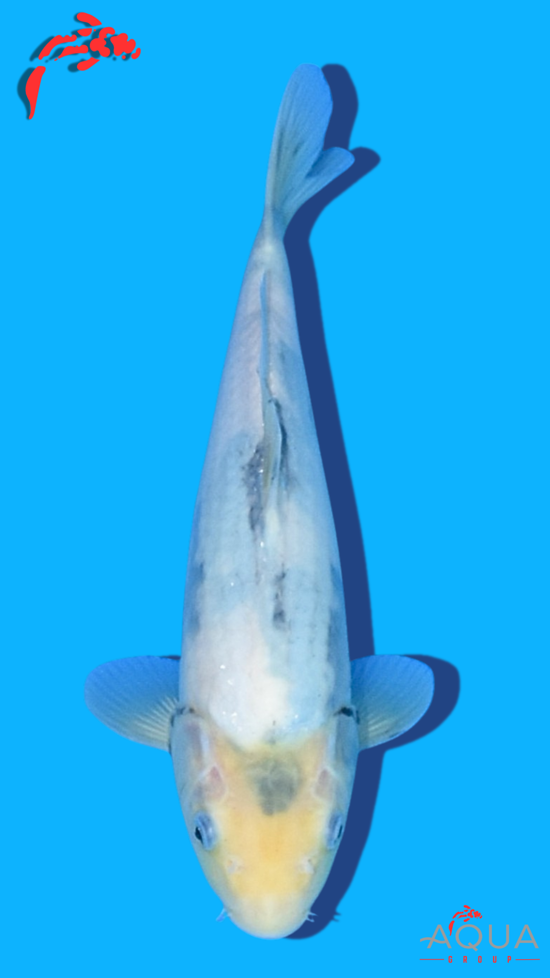 Shiro Utsuri - Omosako - Tosai #28