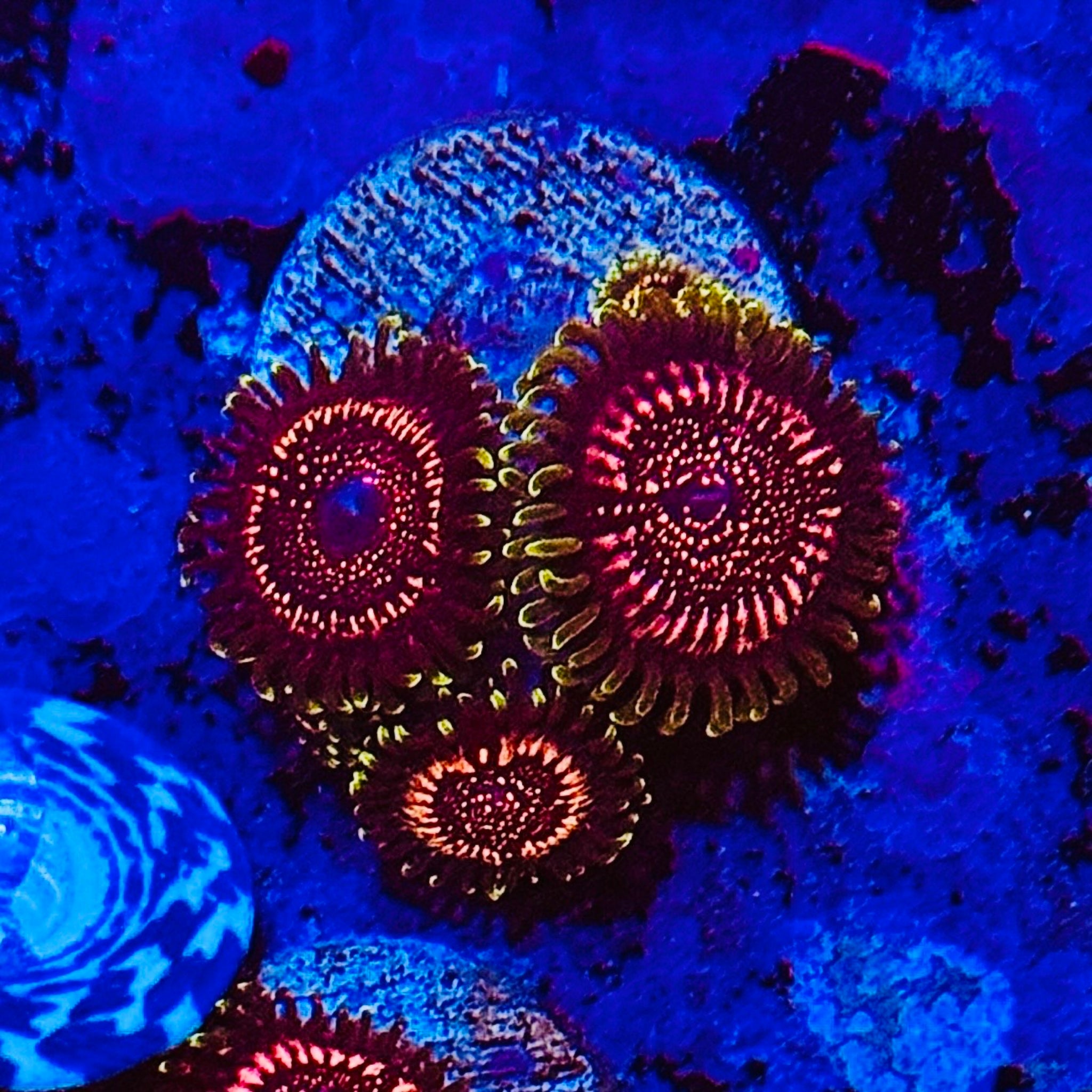 Pink Zipper Zoas