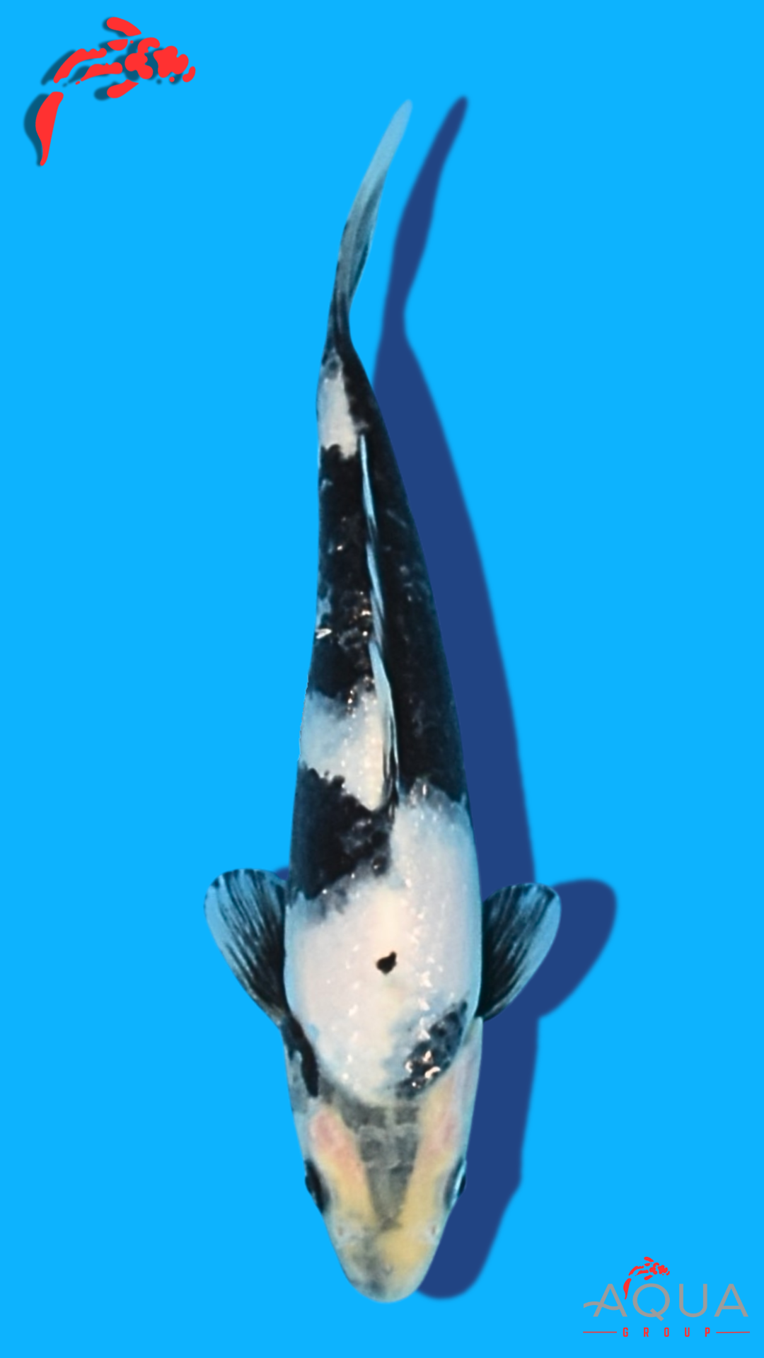 Shiro Utsuri - Ogata - Tosai #16