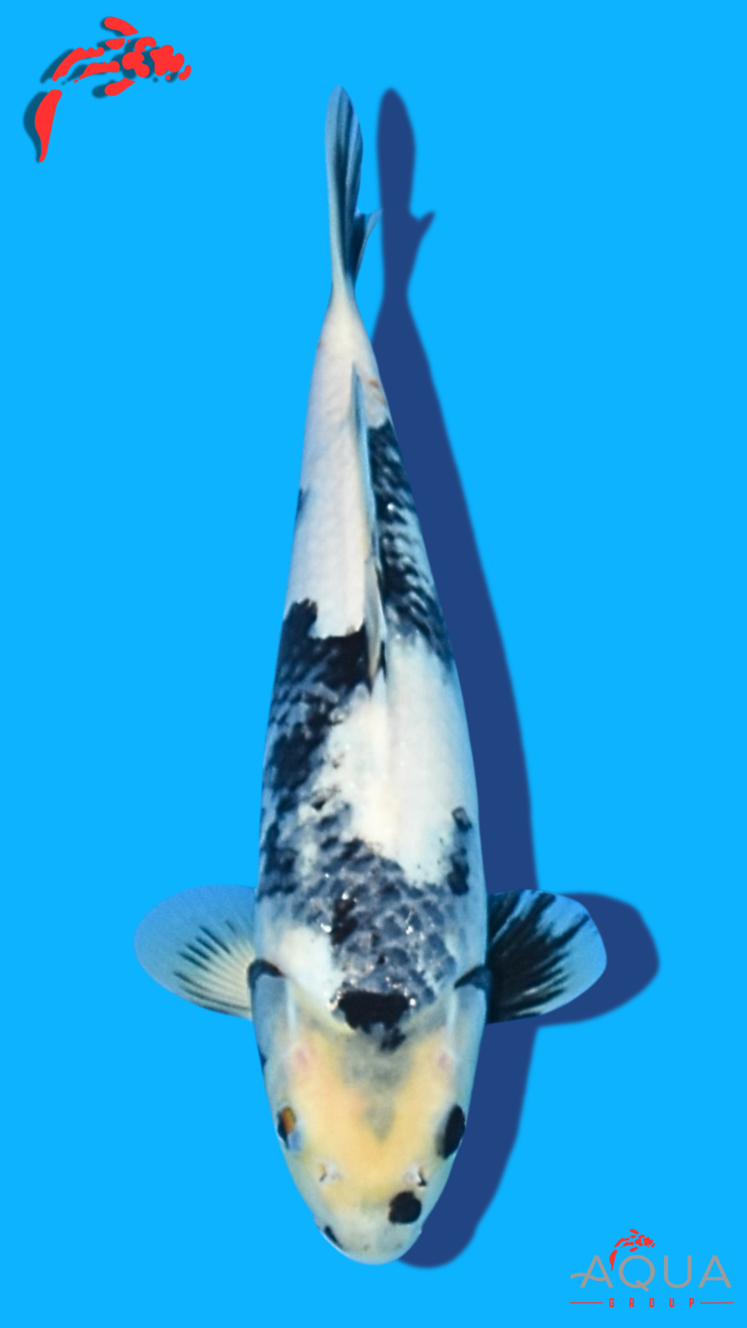 Shiro Utsuri - Omosako - Tosai #05 - Aqua Group