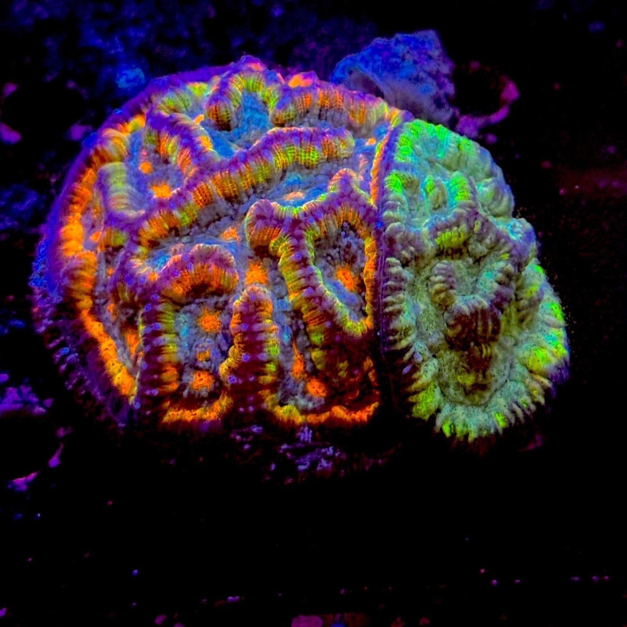 Ultra Rainbow Grafted Wilsoni