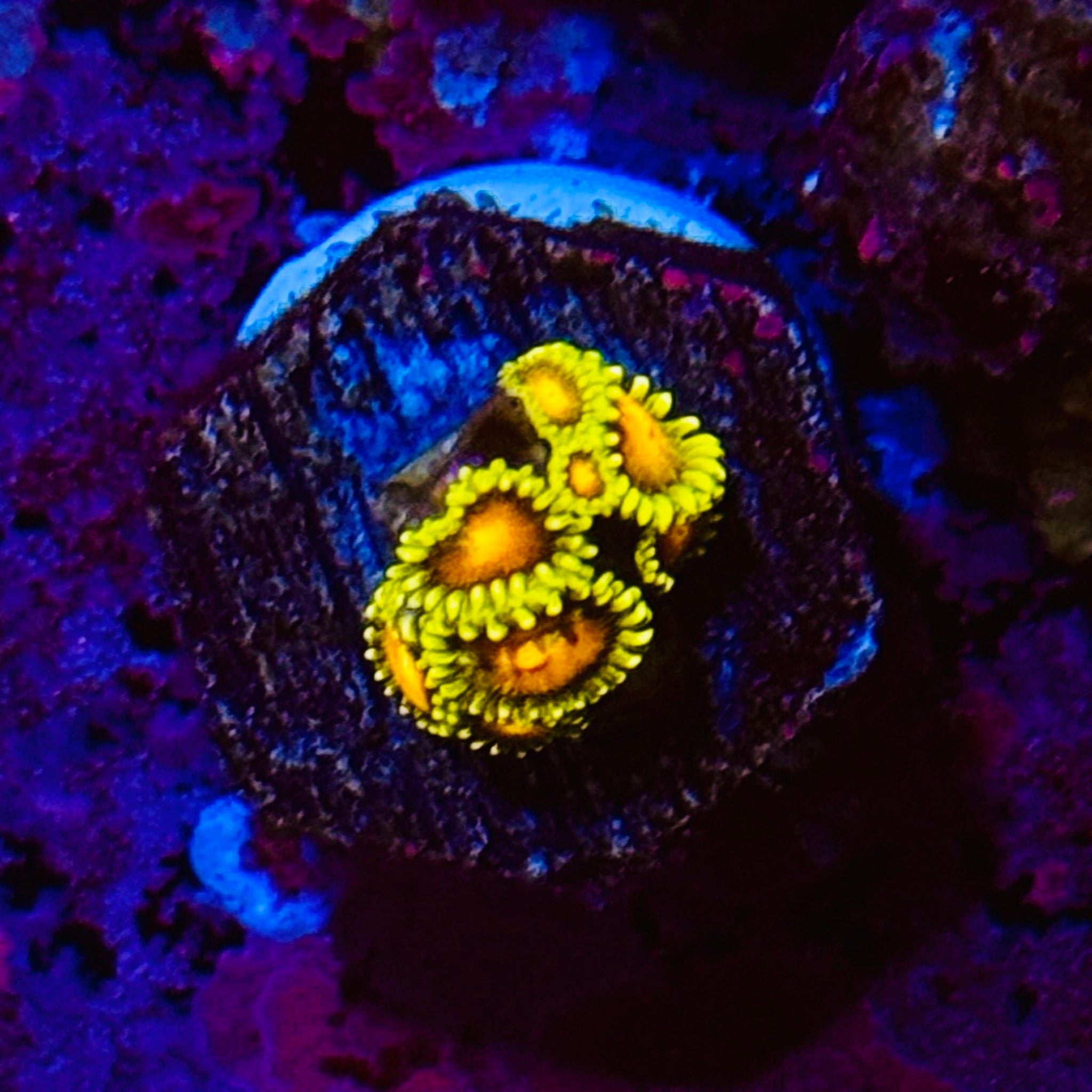 Red Dragon Eye Zoas