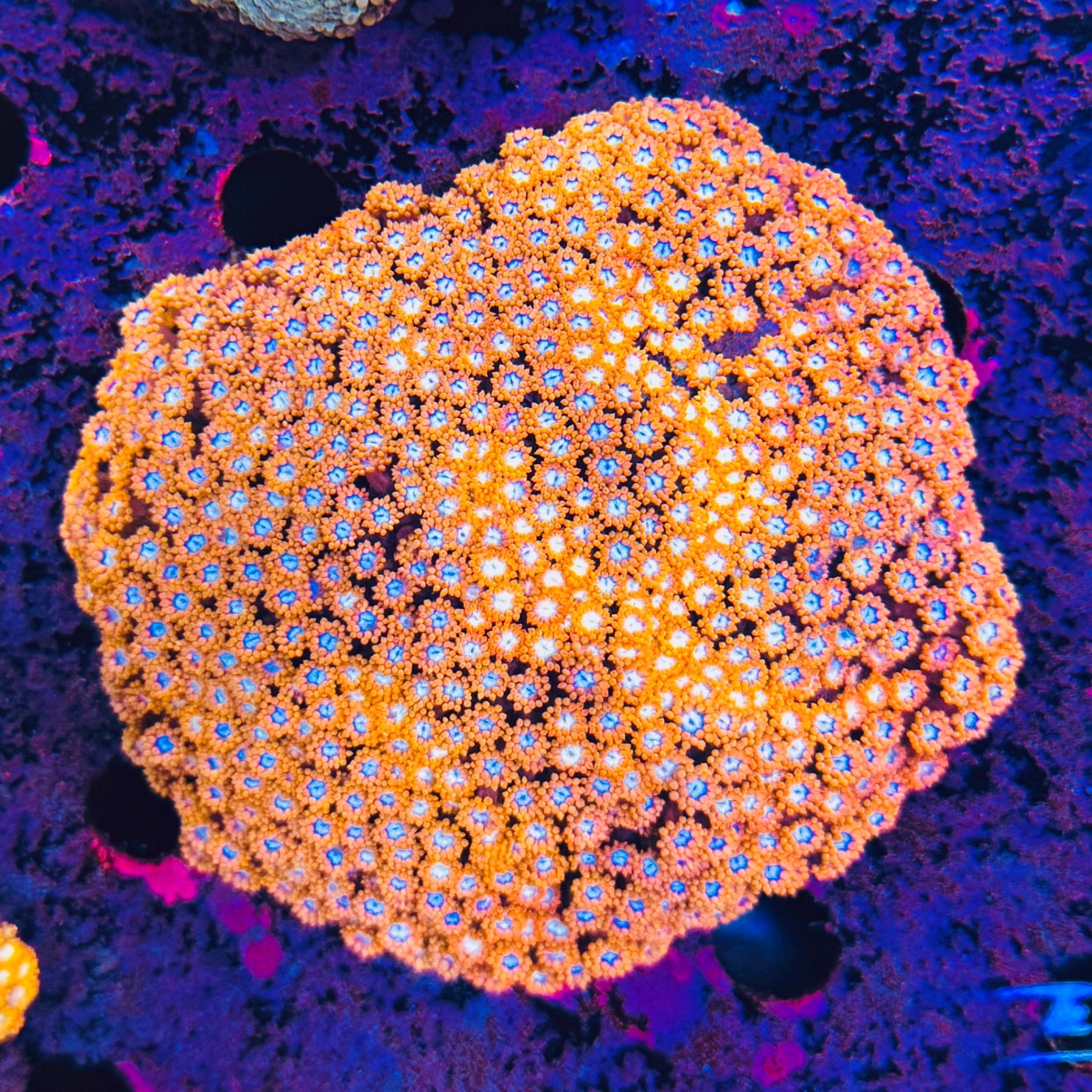 Strawberry Goniopora Colony - Aqua Group