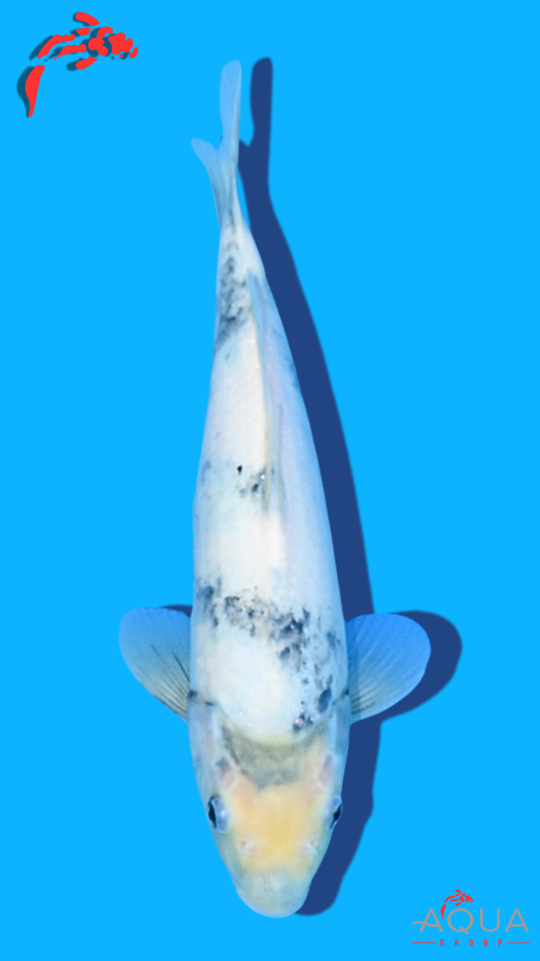 Shiro Utsuri - Omosako - Tosai #08 - Aqua Group