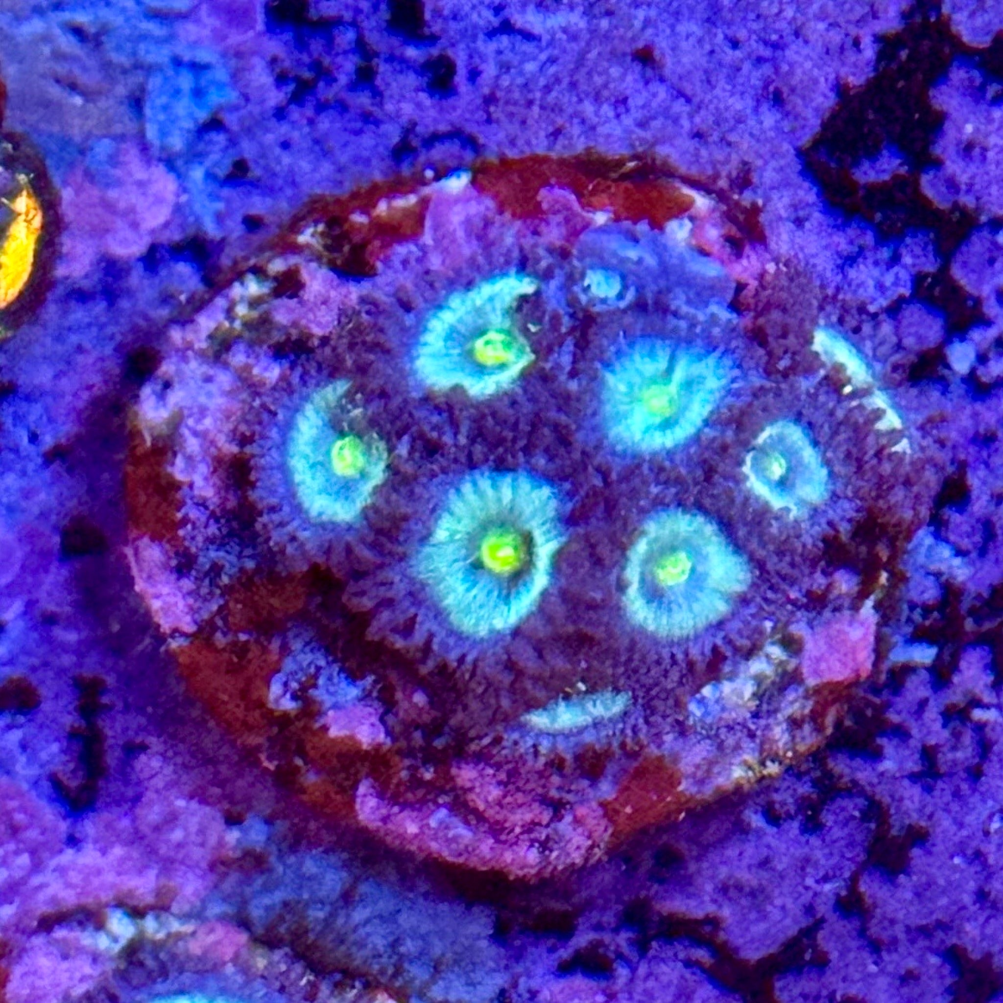 Blue Panama Zoas