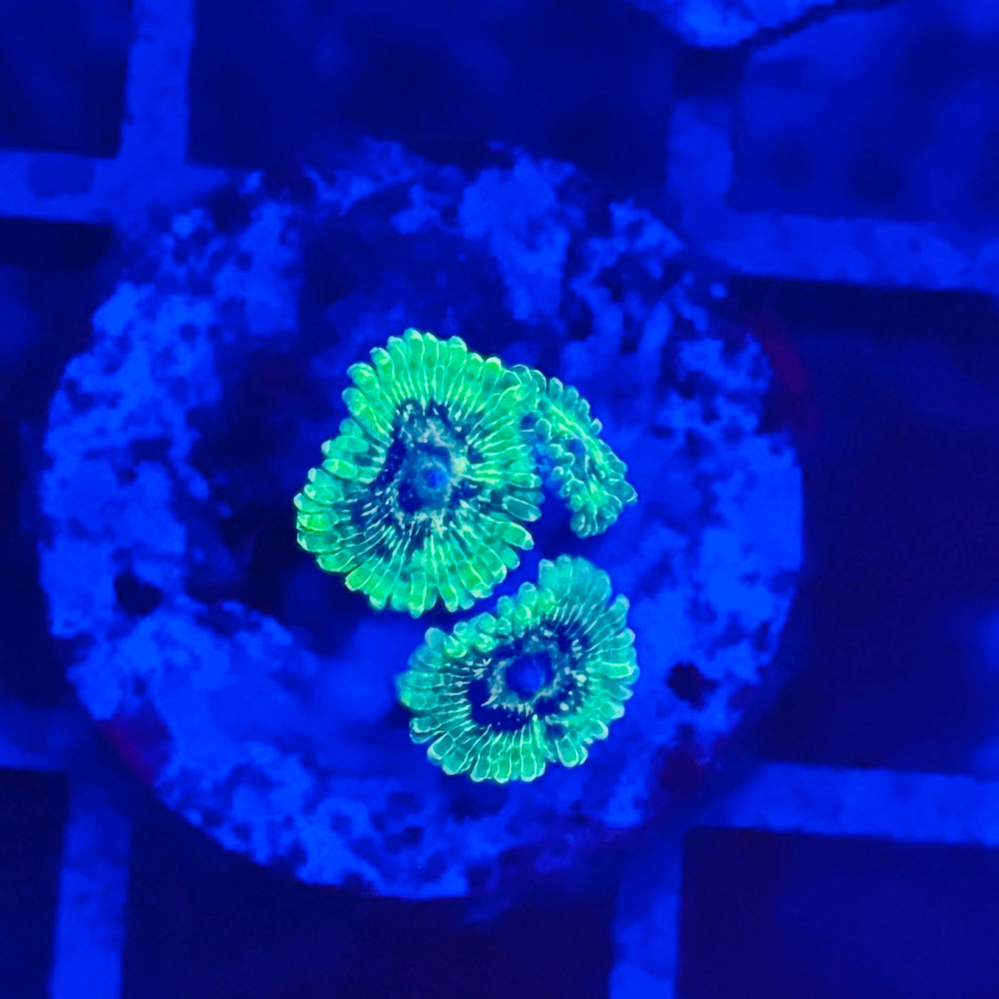 Emerald Maul Zoas