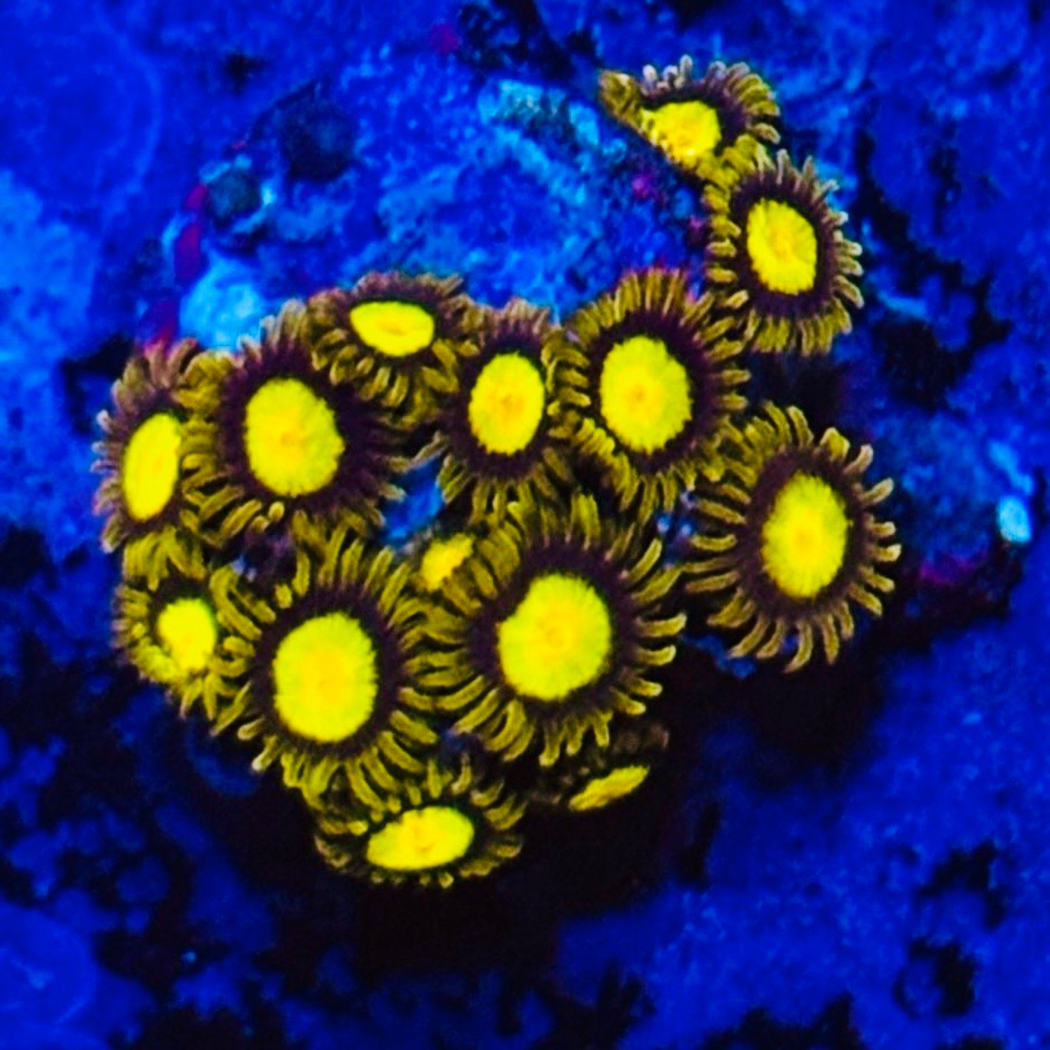 King Midas Zoas