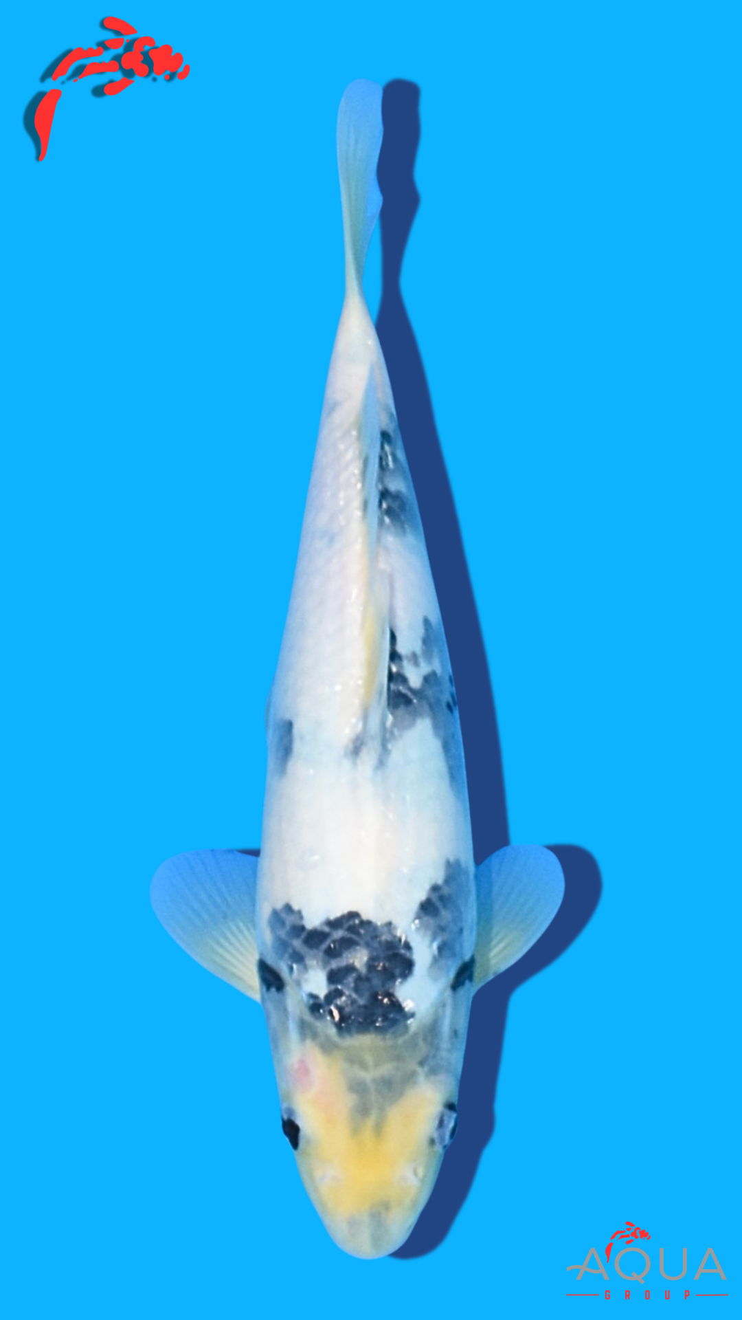 Shiro Utsuri - Omosako - Tosai #10